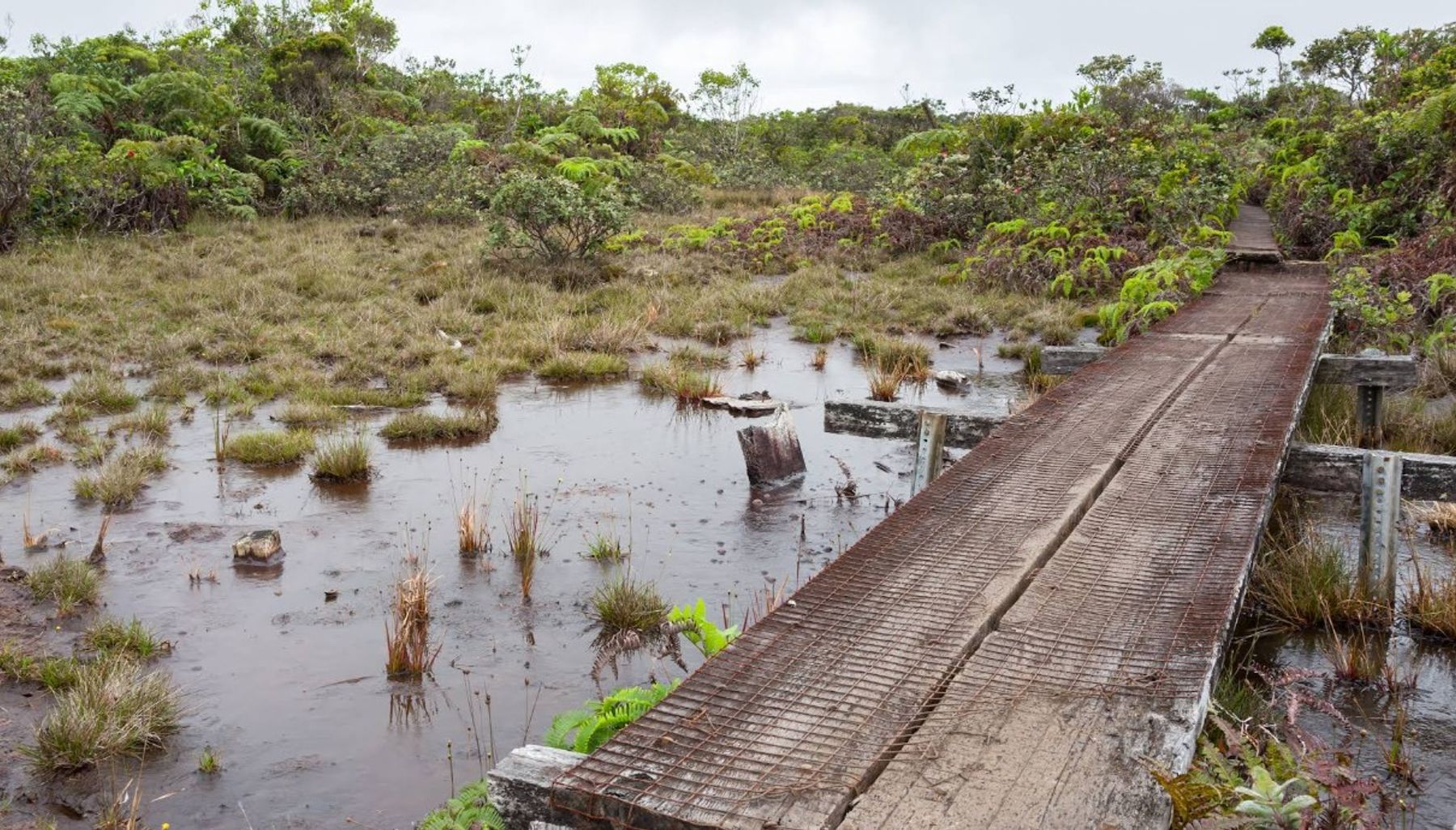 Alakaʻi Wilderness / Swamp Trail in Hanapepe, Kaua‘i