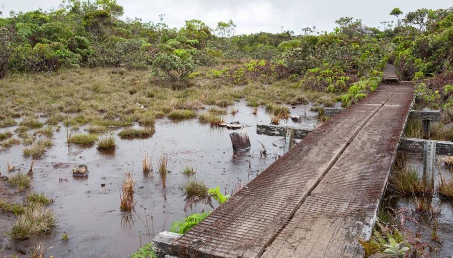 Alakaʻi Wilderness / Swamp Trail in Hanapepe, Kaua‘i