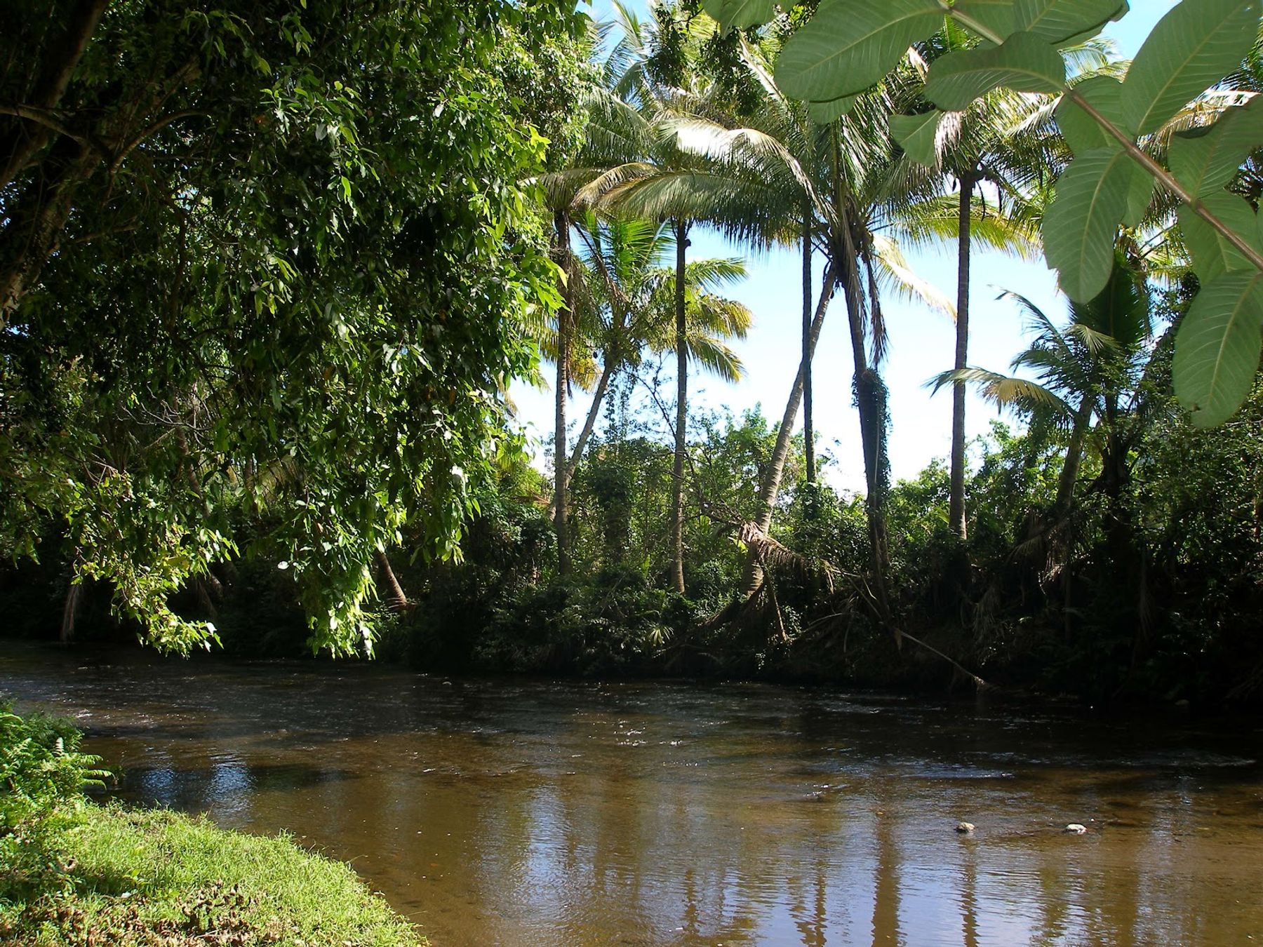 Photo 8 of Muliwai Trail in Waipiʻo, Big Island