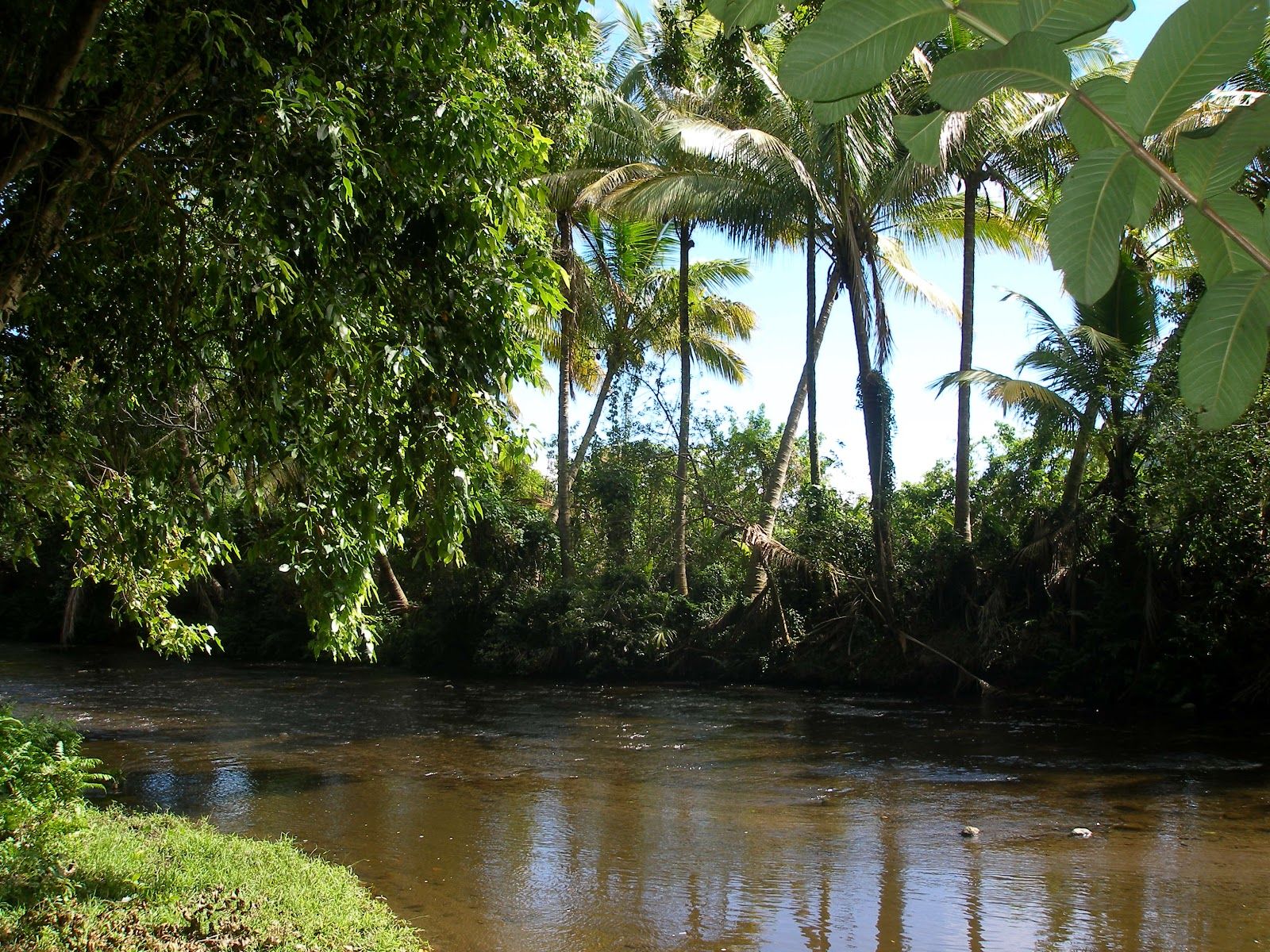 Photo 8 of Muliwai Trail in Waipiʻo, Big Island