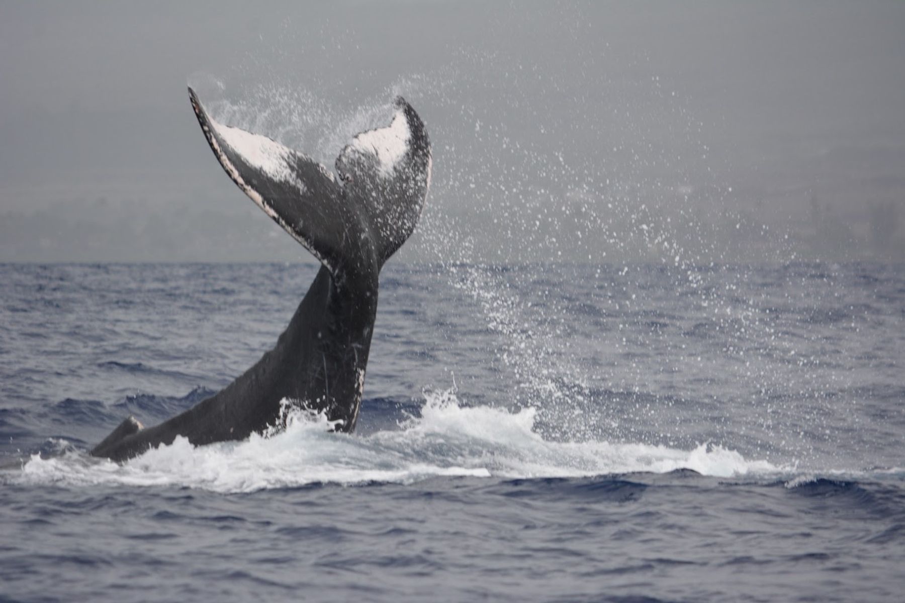 Photo 8 of Ultimate Whale Watch & Snorkel in Lāhainā, Maui