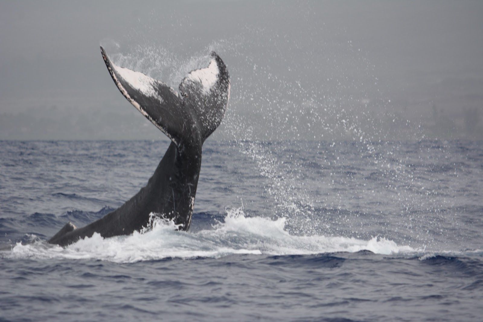 Photo 8 of Ultimate Whale Watch & Snorkel in Lāhainā, Maui