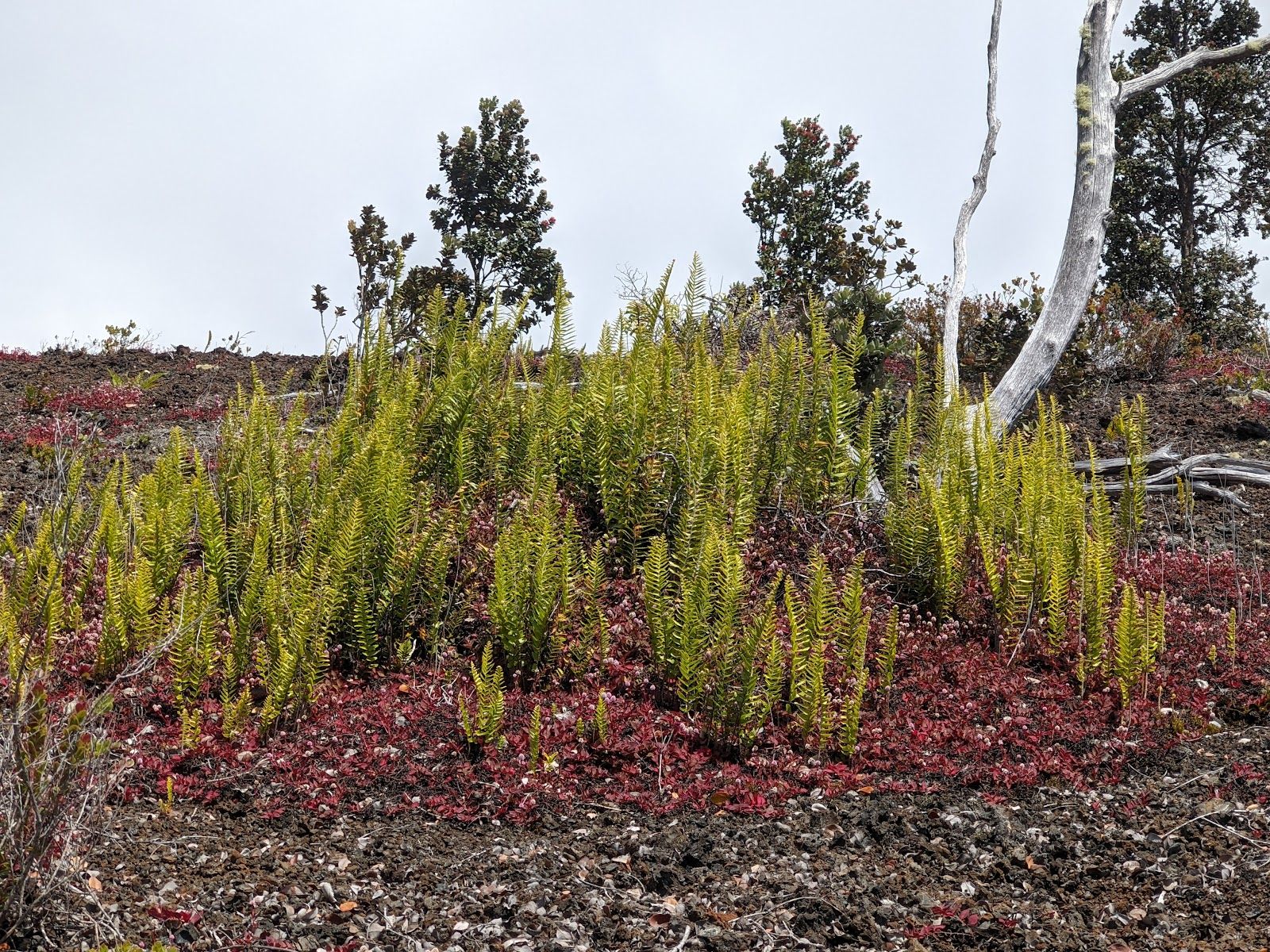 Photo 6 of Byron Ledge Trail in Volcano, Big Island