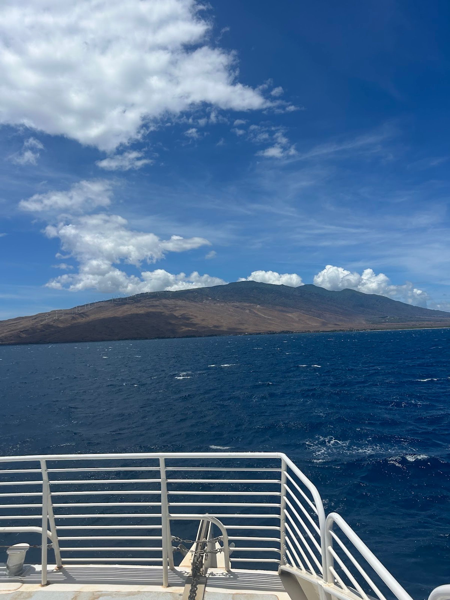 Photo 8 of PacWhale Eco-Adventures in Māʻalaea, Maui