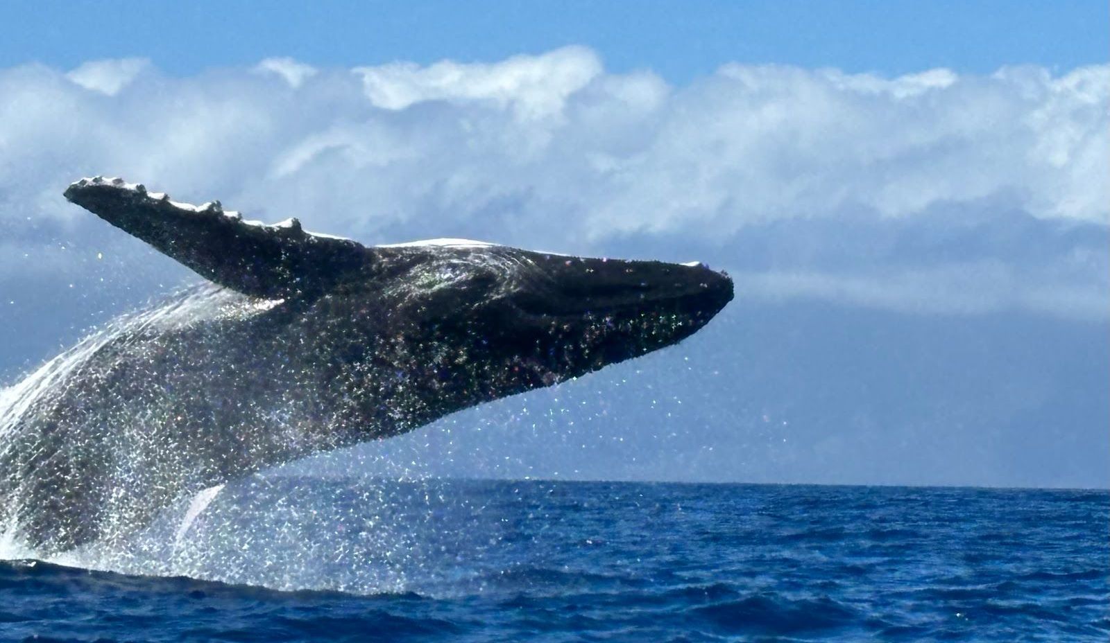 A whale breaches off Maui