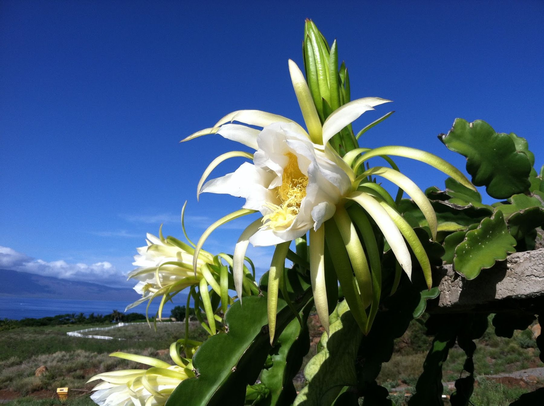 Photo 1 of Maui Dragon Fruit Farm in Lāhainā, Maui