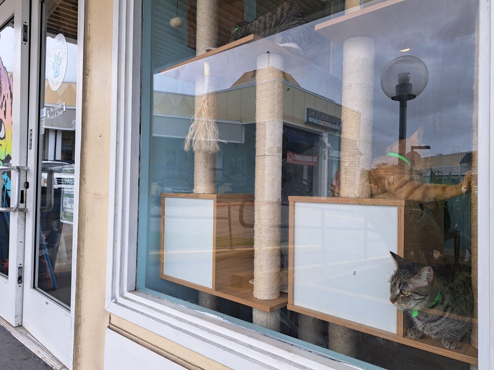 Photo 1 of Toe Beans & Dreams Adoption Cafe in Pearl Harbor & ʻAiea, Oahu