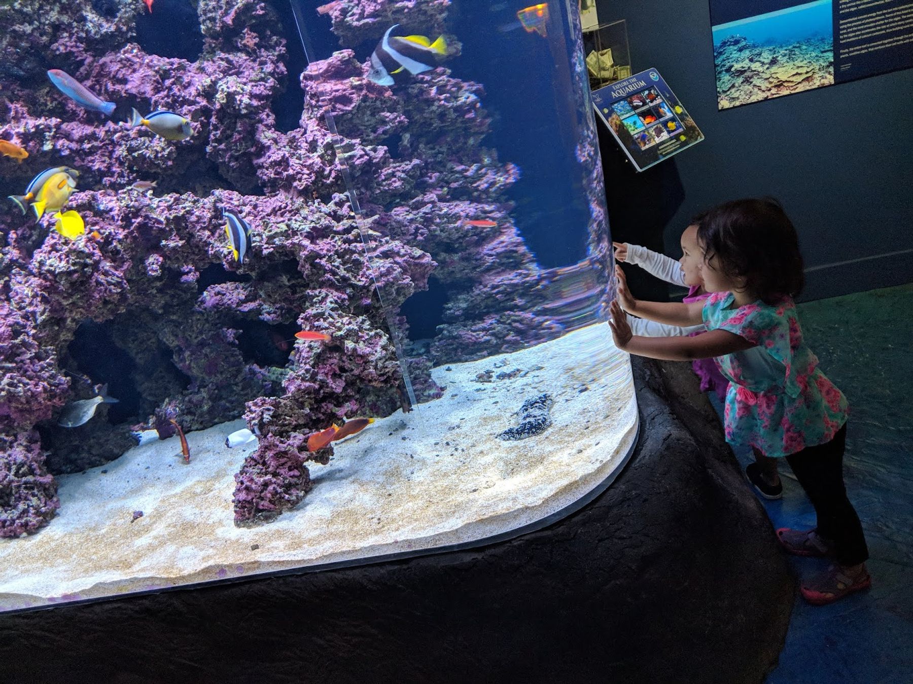Photo 4 of Mokupāpapa Discovery Center in Hilo, Big Island