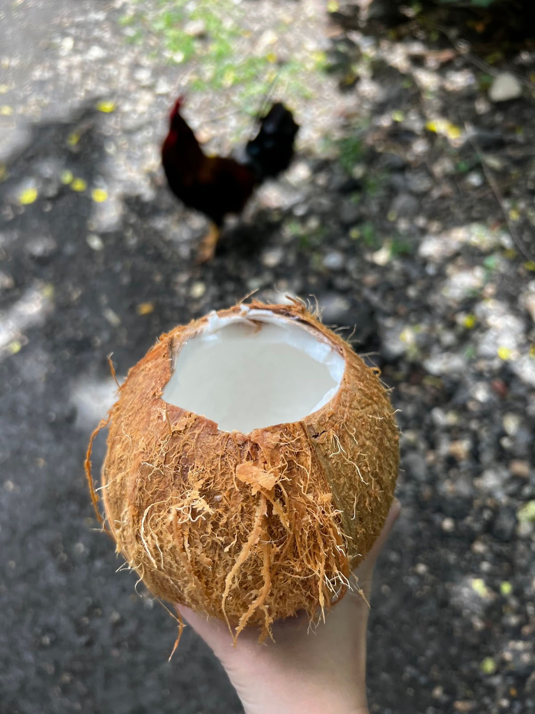 Photo 2 of Kualoa Coconut Man in Kualoa & North Windward, Oahu
