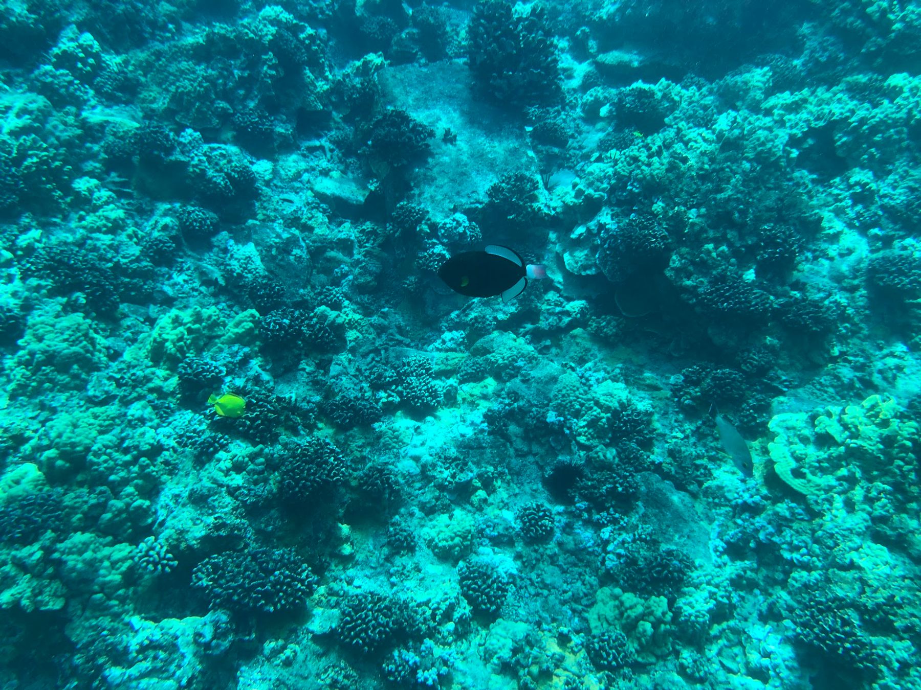 Photo 3 of Olowalu Beach in Olowalu, Maui