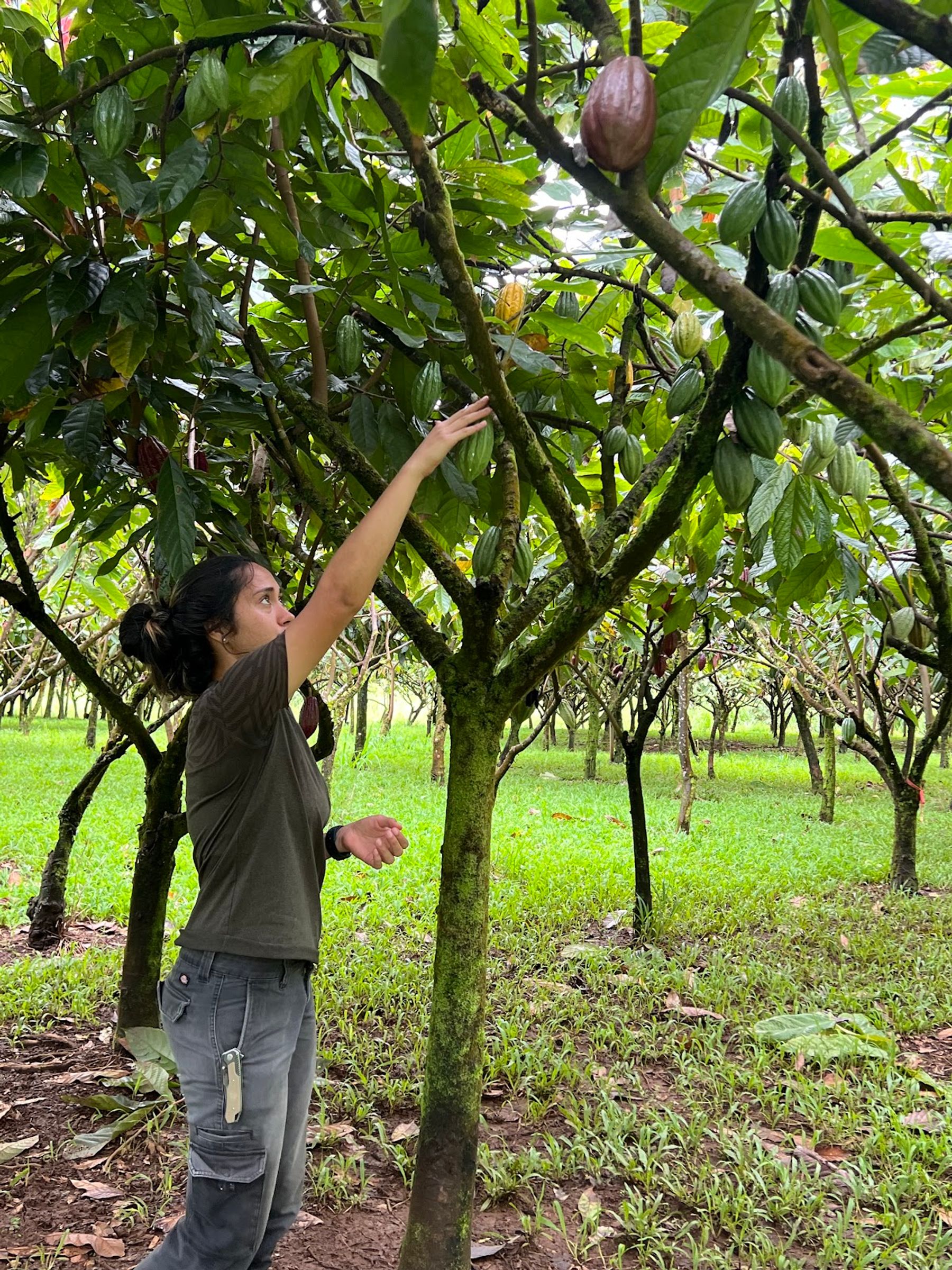 Photo 6 of Lavaloha Chocolate - Farm Tours in Hilo, Big Island