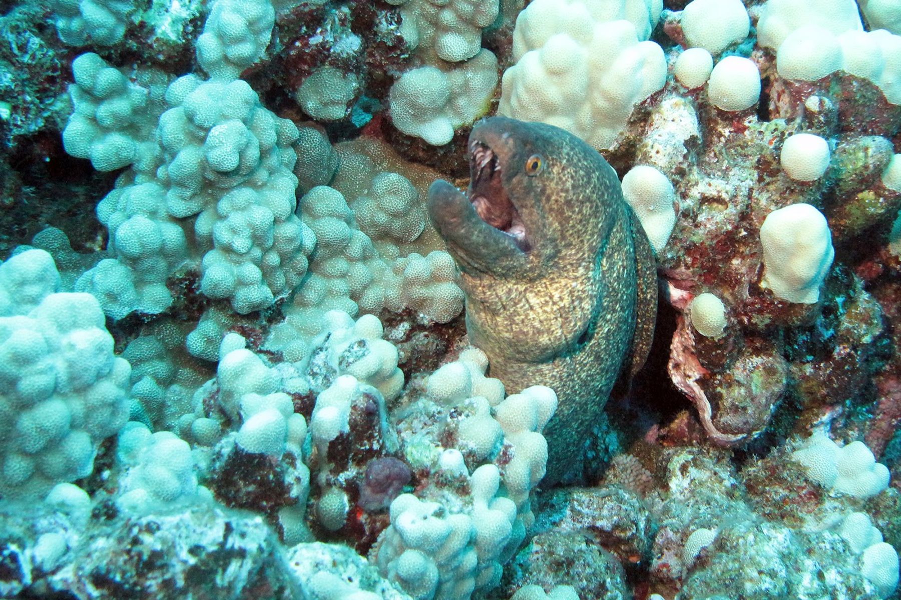 Photo 6 of Island Style Diving in Wailea, Maui
