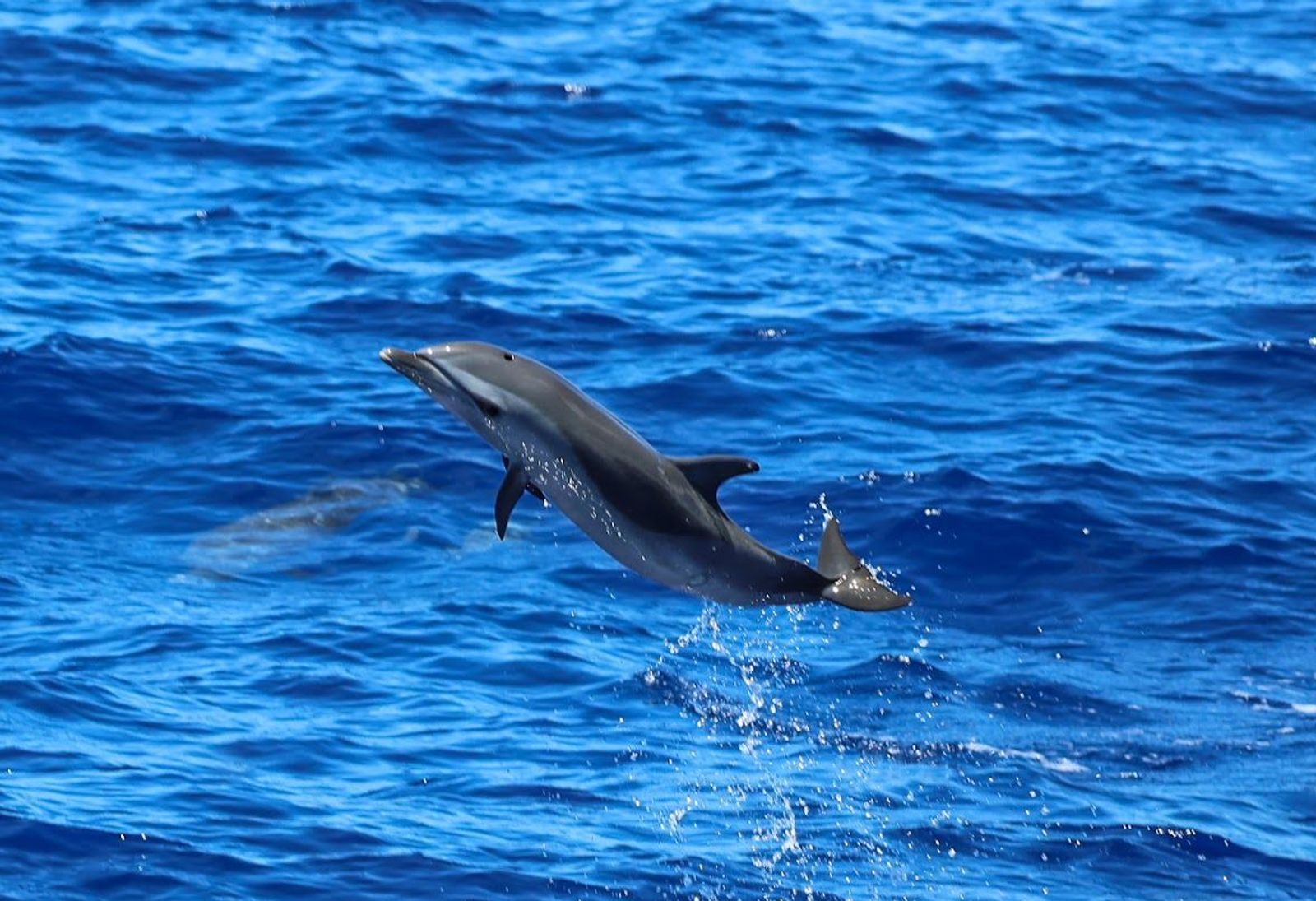Maui’s Spinner Dolphins Are Not on a Schedule