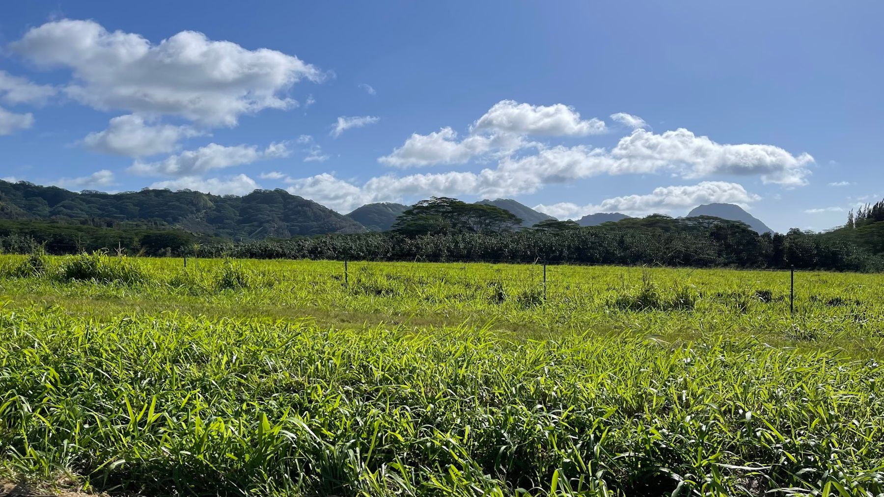 Maluhia Road Tree Tunnel in Kōloa, Kaua‘i photo 3