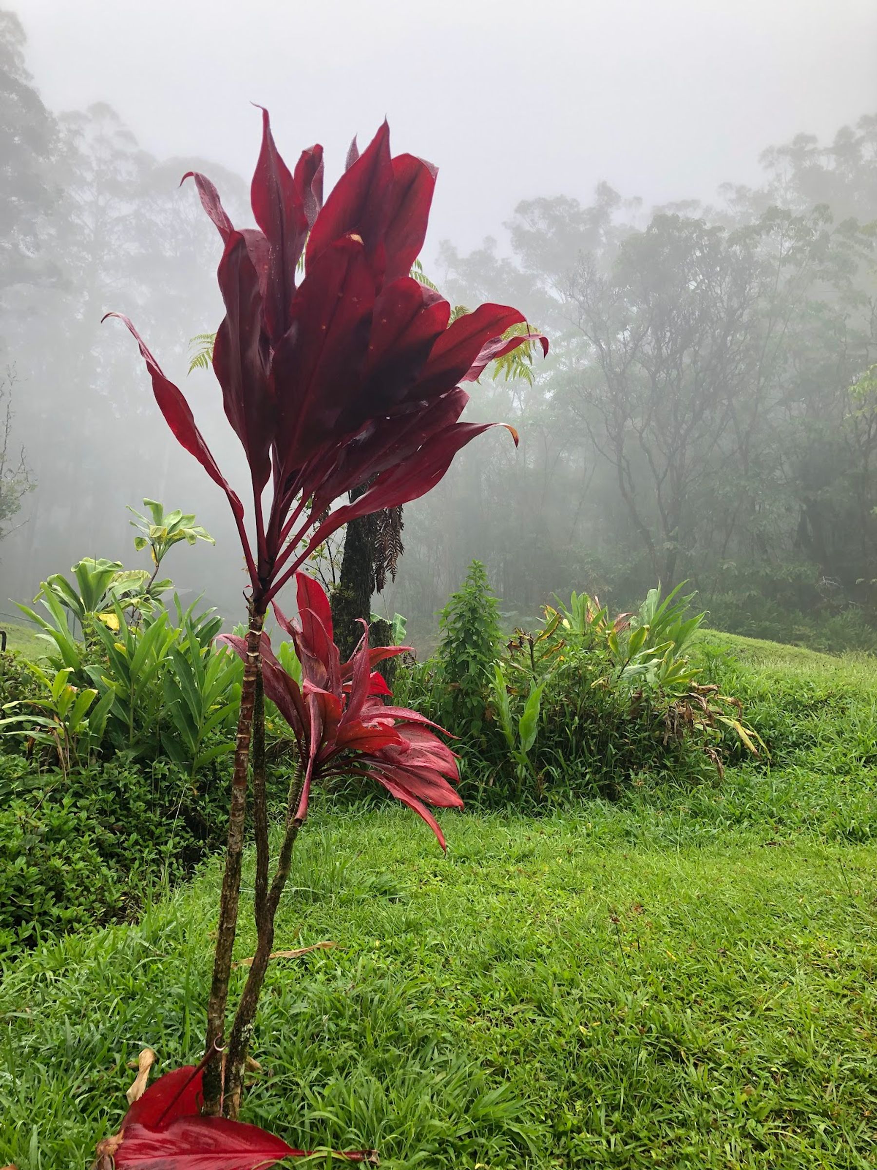 Photo 7 of Pua'a Ka'a State Wayside in Keʻanae-Nāhiku, Maui