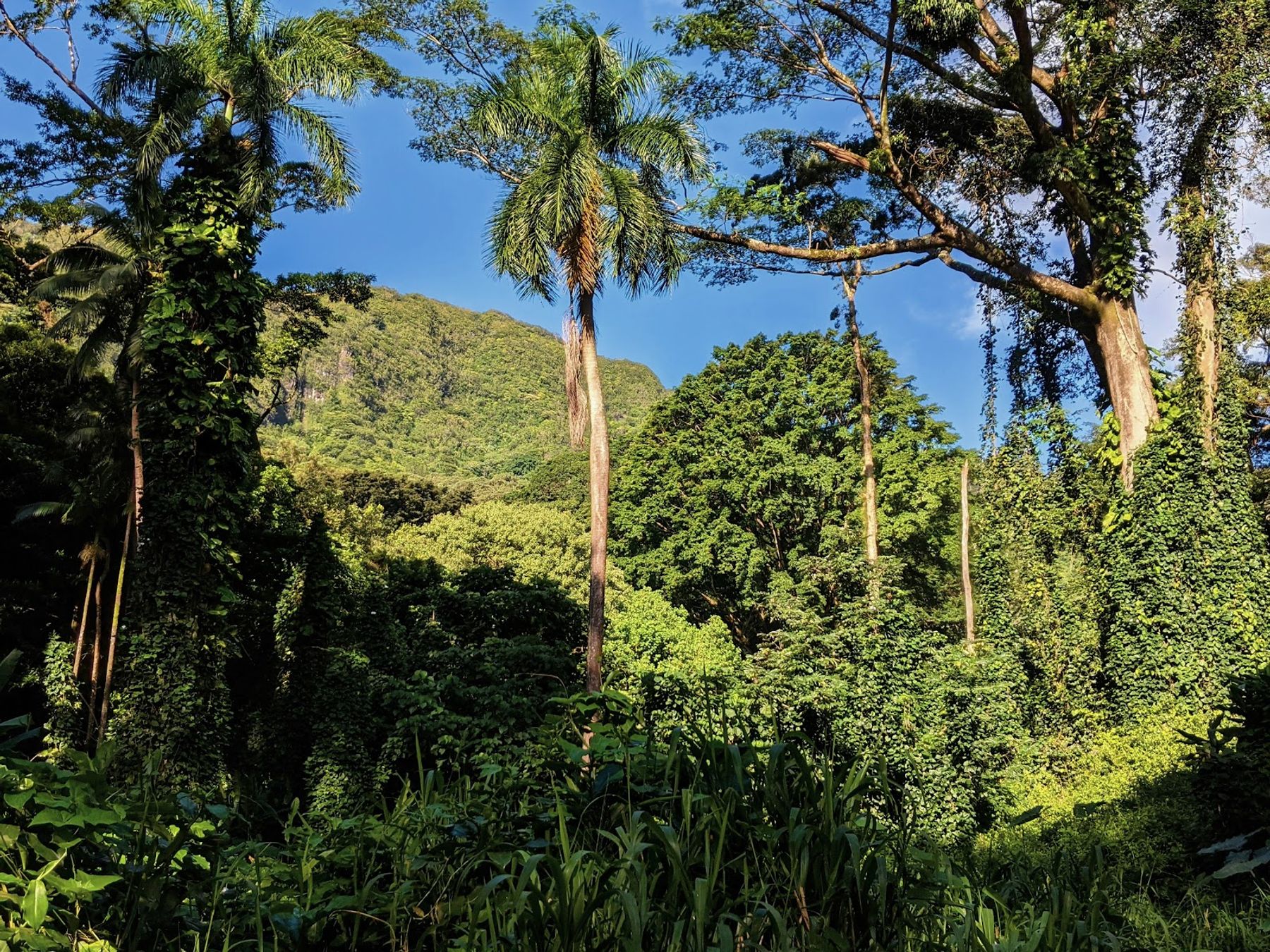 Photo 4 of Manoa Valley District Park in Mānoa, Makiki & Nuʻuanu, Oahu