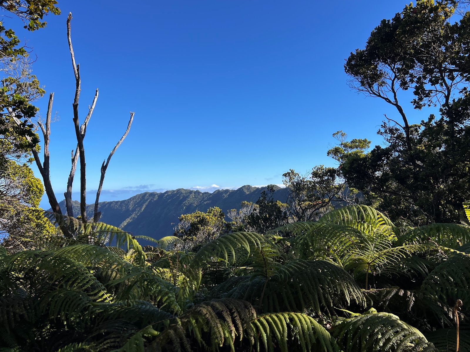 Pihea Trail in Hanapepe, Kaua‘i photo 5