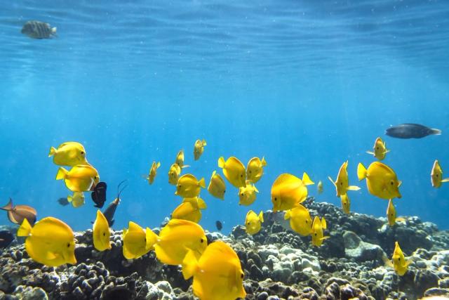 yellow tang swim on the reef