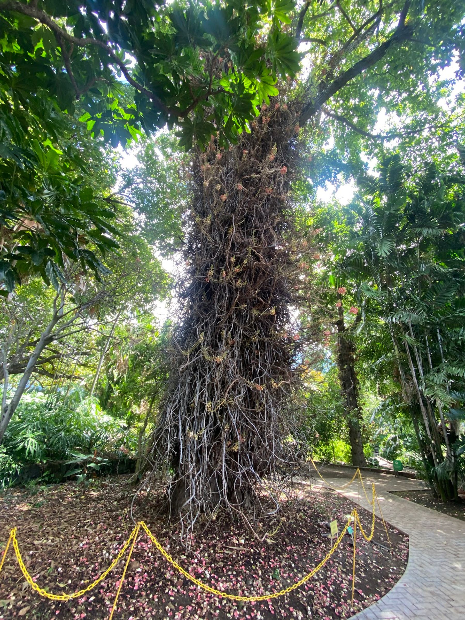 Photo 8 of Foster Botanical Garden in Downtown, Chinatown & Kakaʻako, Oahu