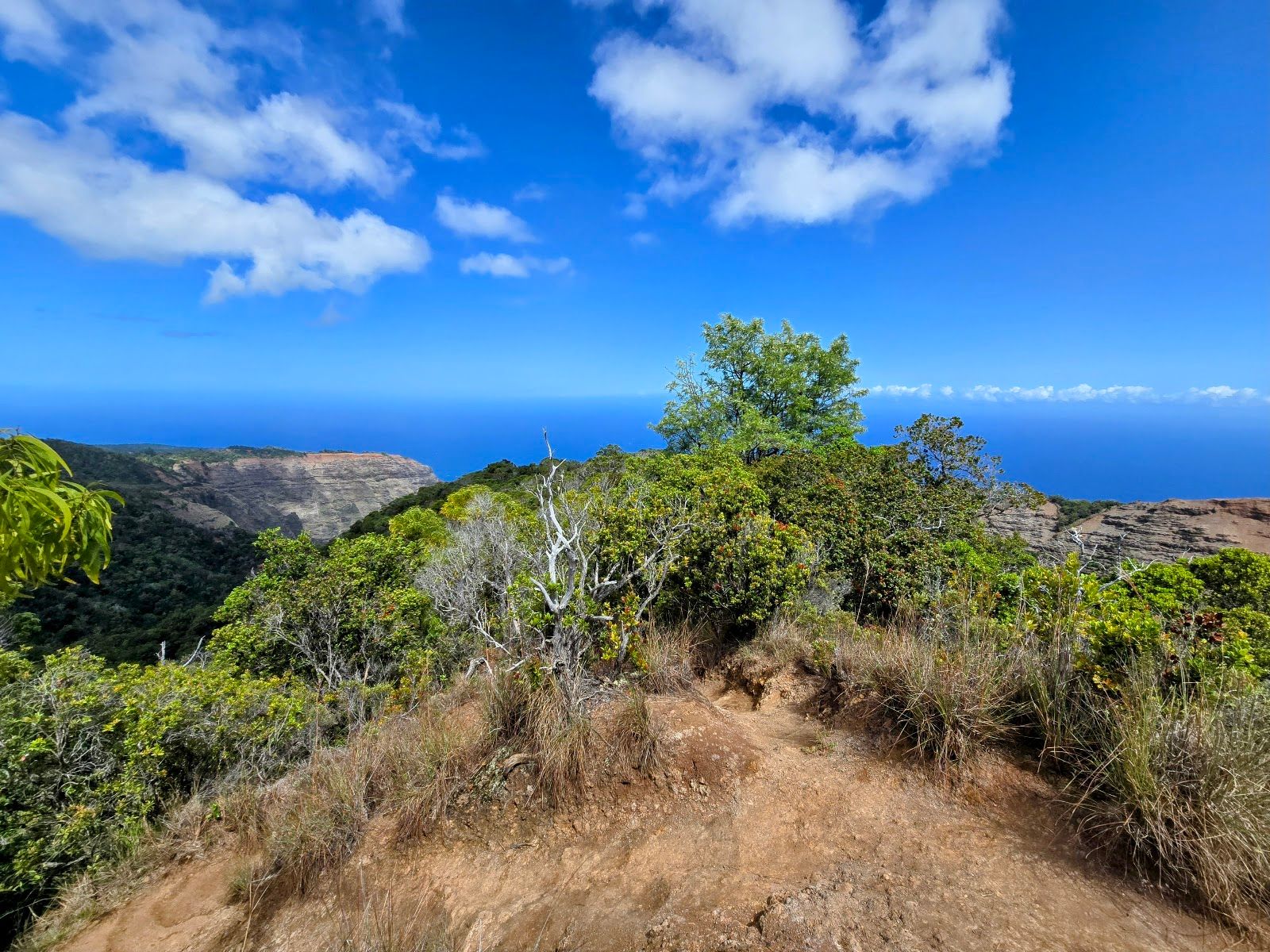 Na Pali-Kona Forest Reserve in Waimea, Kaua‘i photo 4