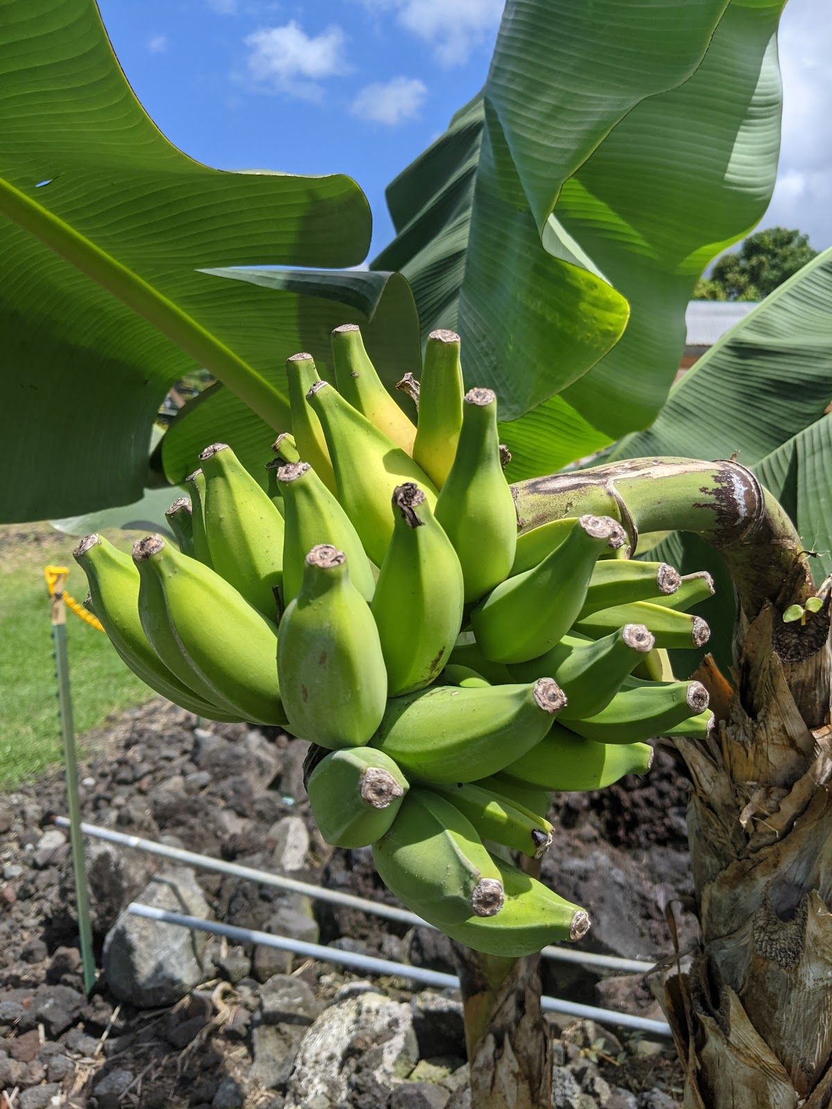 Photo 6 of Bay View Farm in South Kona, Big Island
