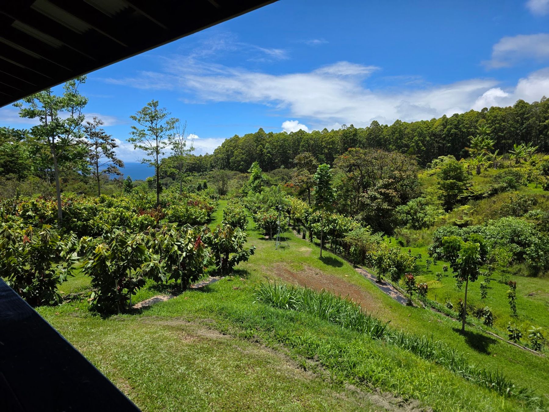 Photo 3 of Honolii Orchards in Greater Hilo, Big Island