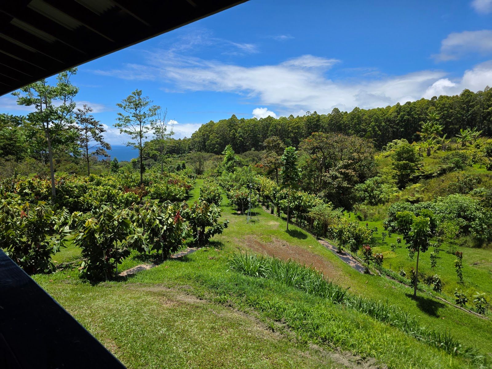 Photo 3 of Honolii Orchards in Greater Hilo, Big Island