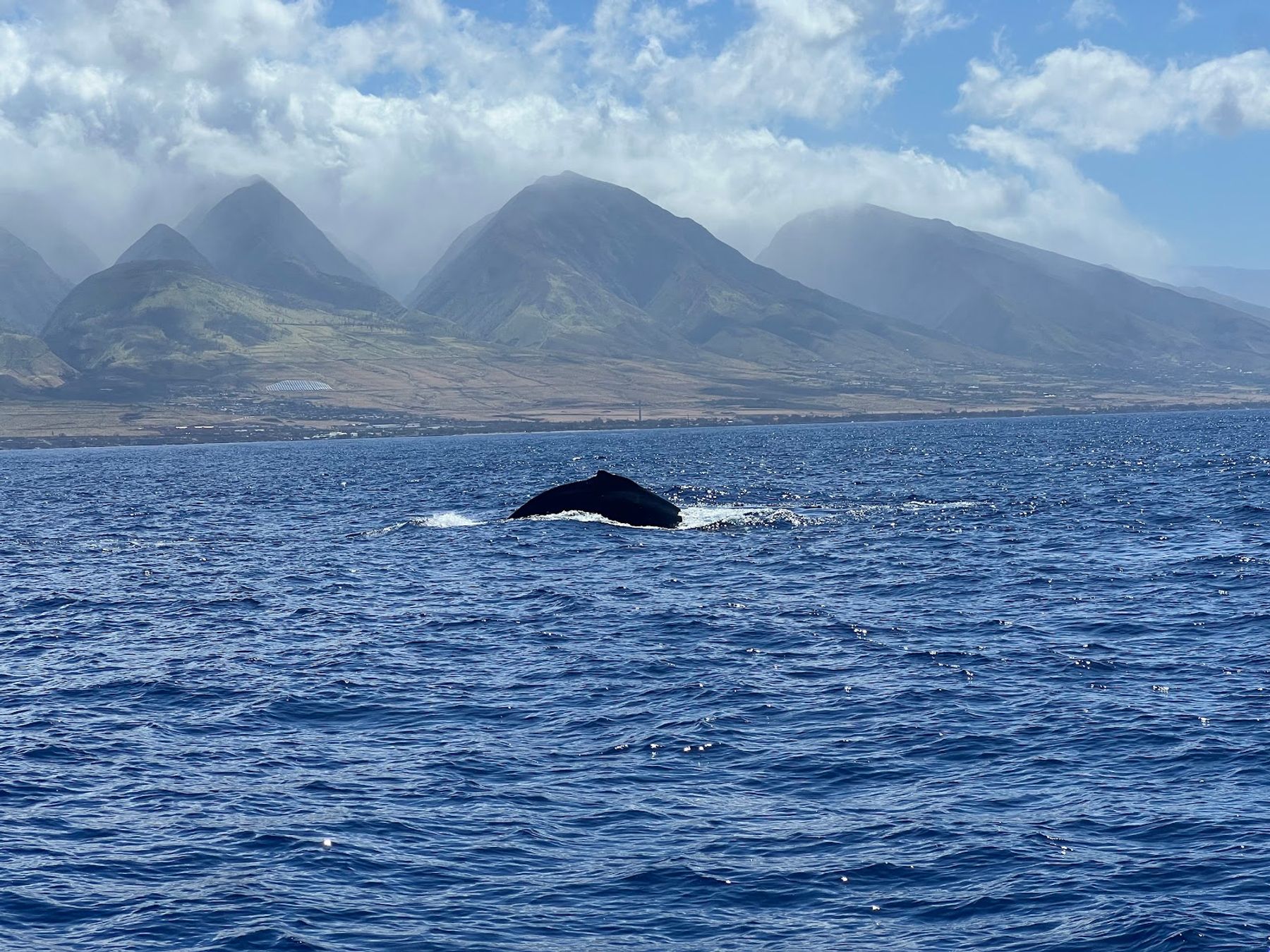 Photo 8 of Makai Adventures - WHALES GUARANTEED! Maui Whale Watching, Dolphins, Snorkeling, Private Charters in Lāhainā, Maui