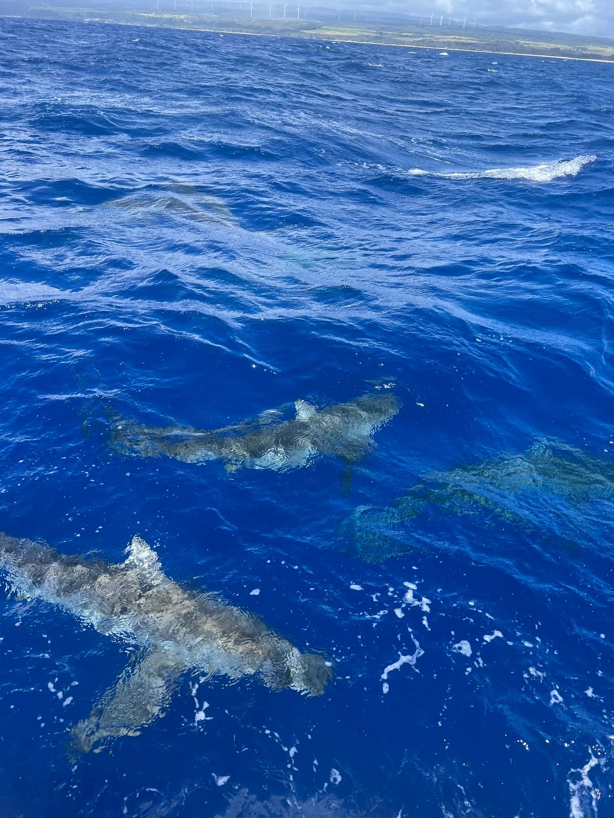 Photo 2 of Hawaii Adventure Diving in Haleʻiwa, Oahu