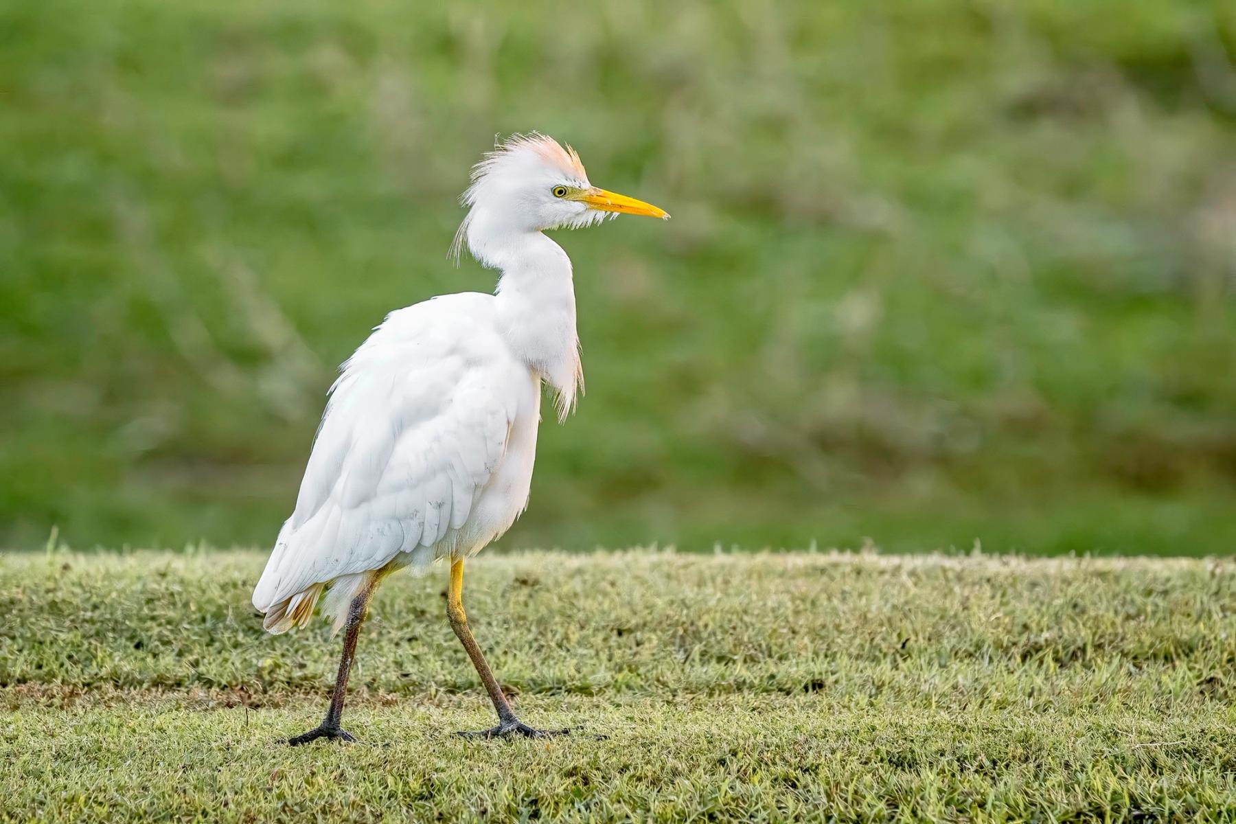 White cattle egret with yellow bill walking in short grass against a soft green background