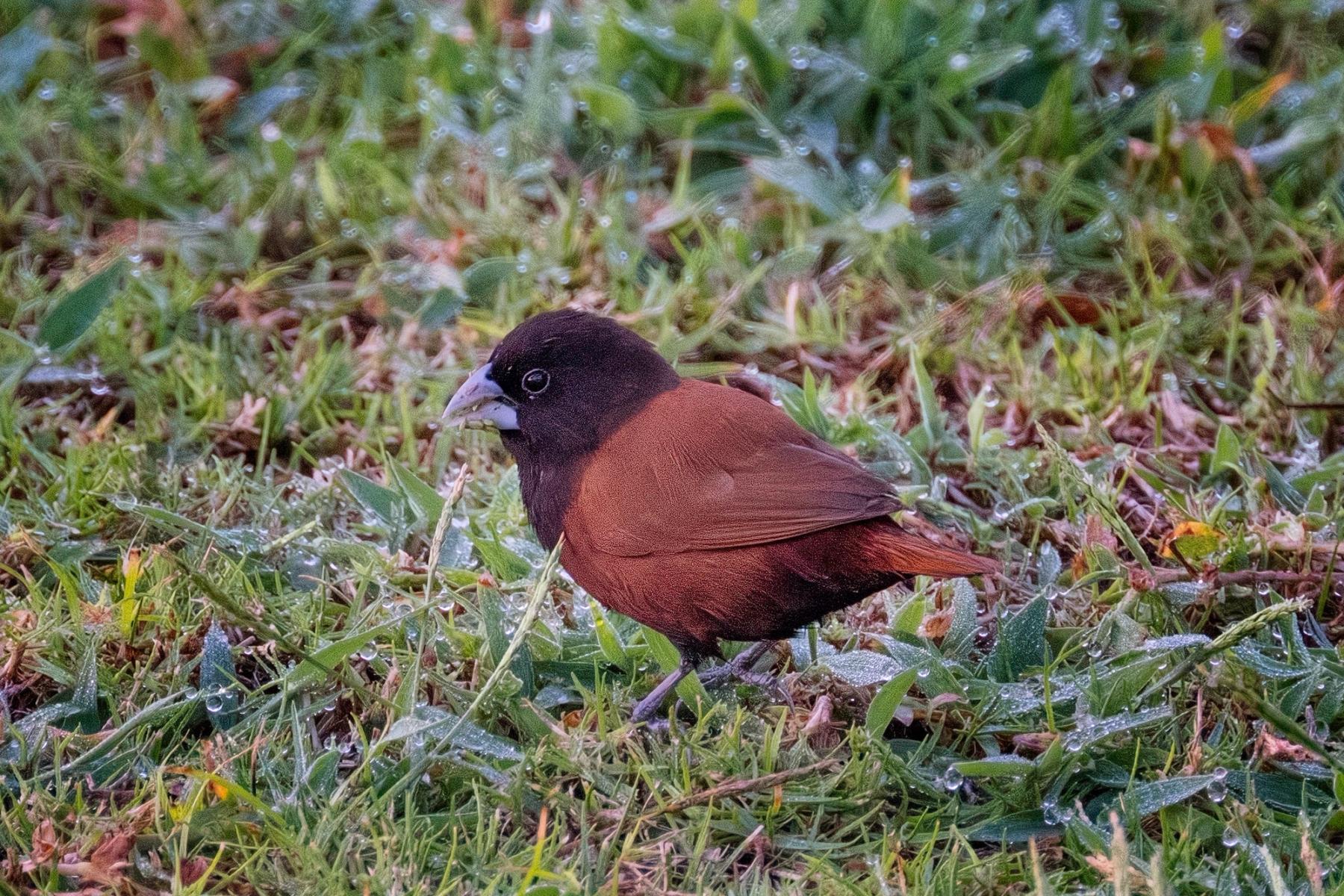 Chestnut munia with a black head and chestnut body standing in dew-covered grass