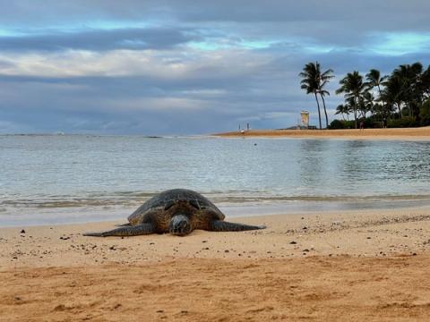 Hawaiian green sea turtle resting on the golden sand at Poipu Beach with palm trees and calm waters in the background