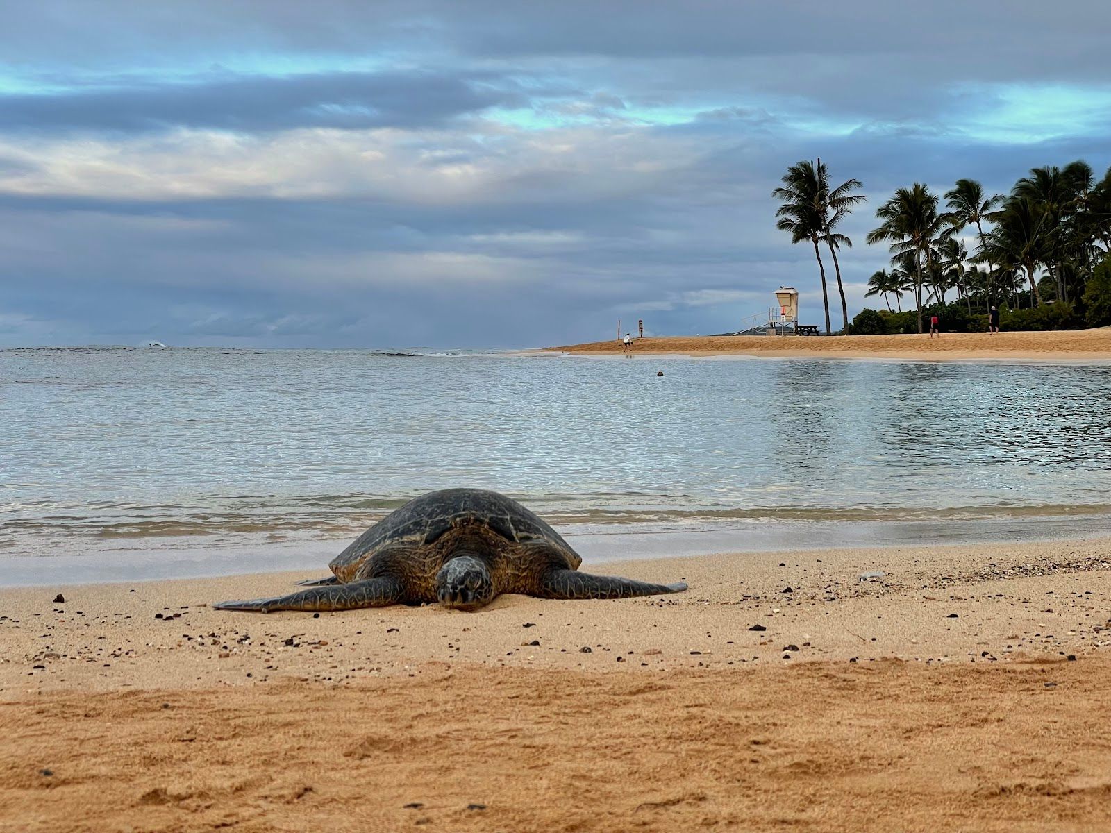 Hawaiian green sea turtle resting on the golden sand at Poipu Beach with palm trees and calm waters in the background