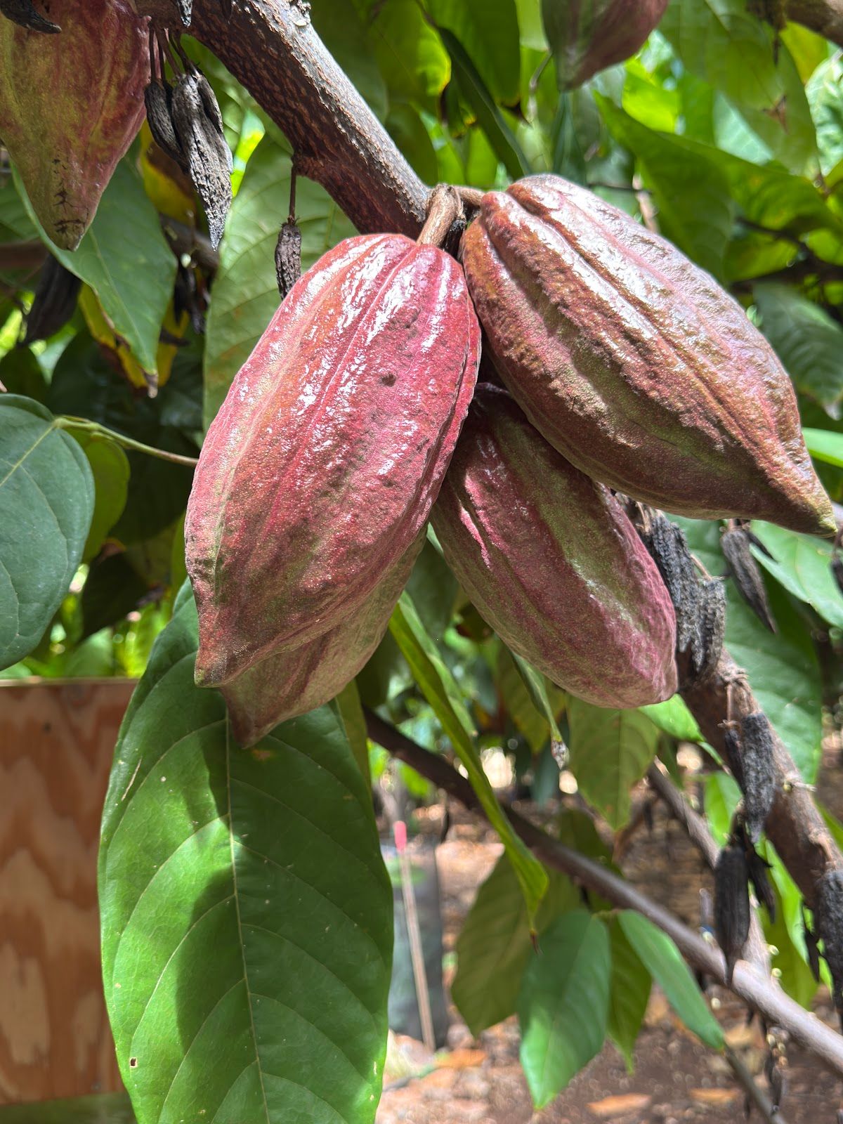 Photo 2 of Maui Chocolate Tour in Lāhainā, Maui