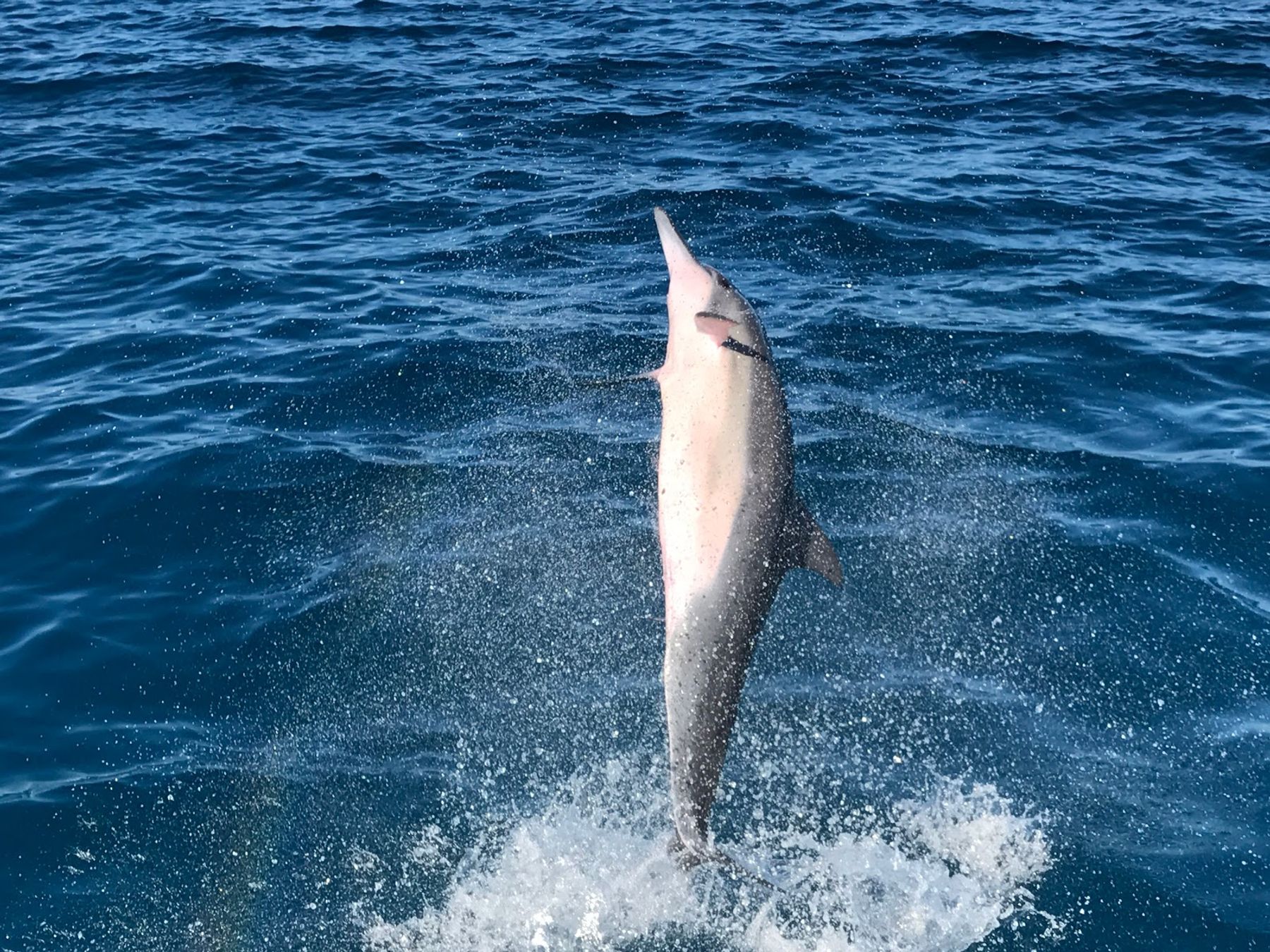 Photo 1 of My Kona Adventures in Kailua-Kona, Big Island