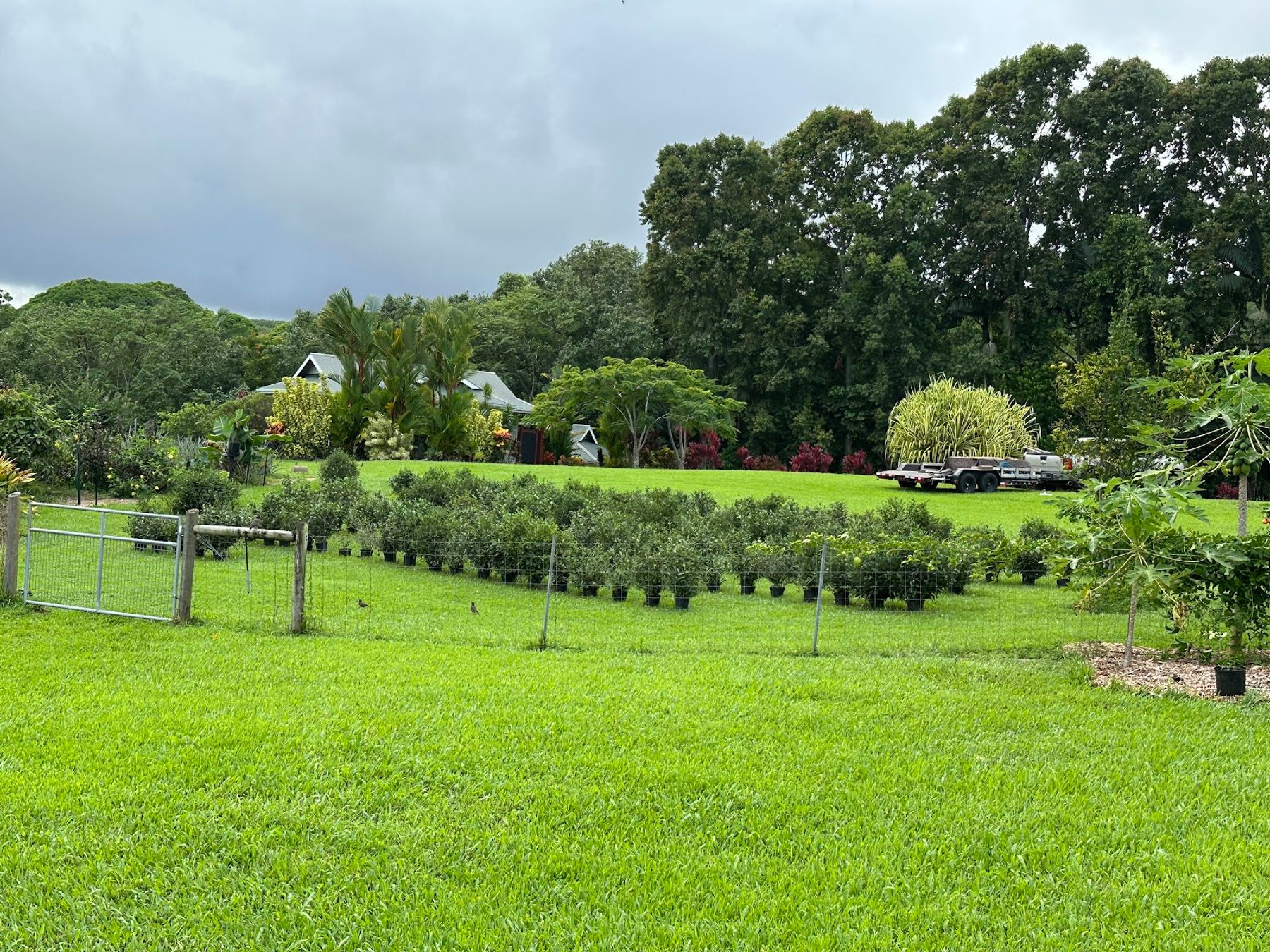 Photo 3 of Ancient Leaf Tea in Greater Hilo, Big Island