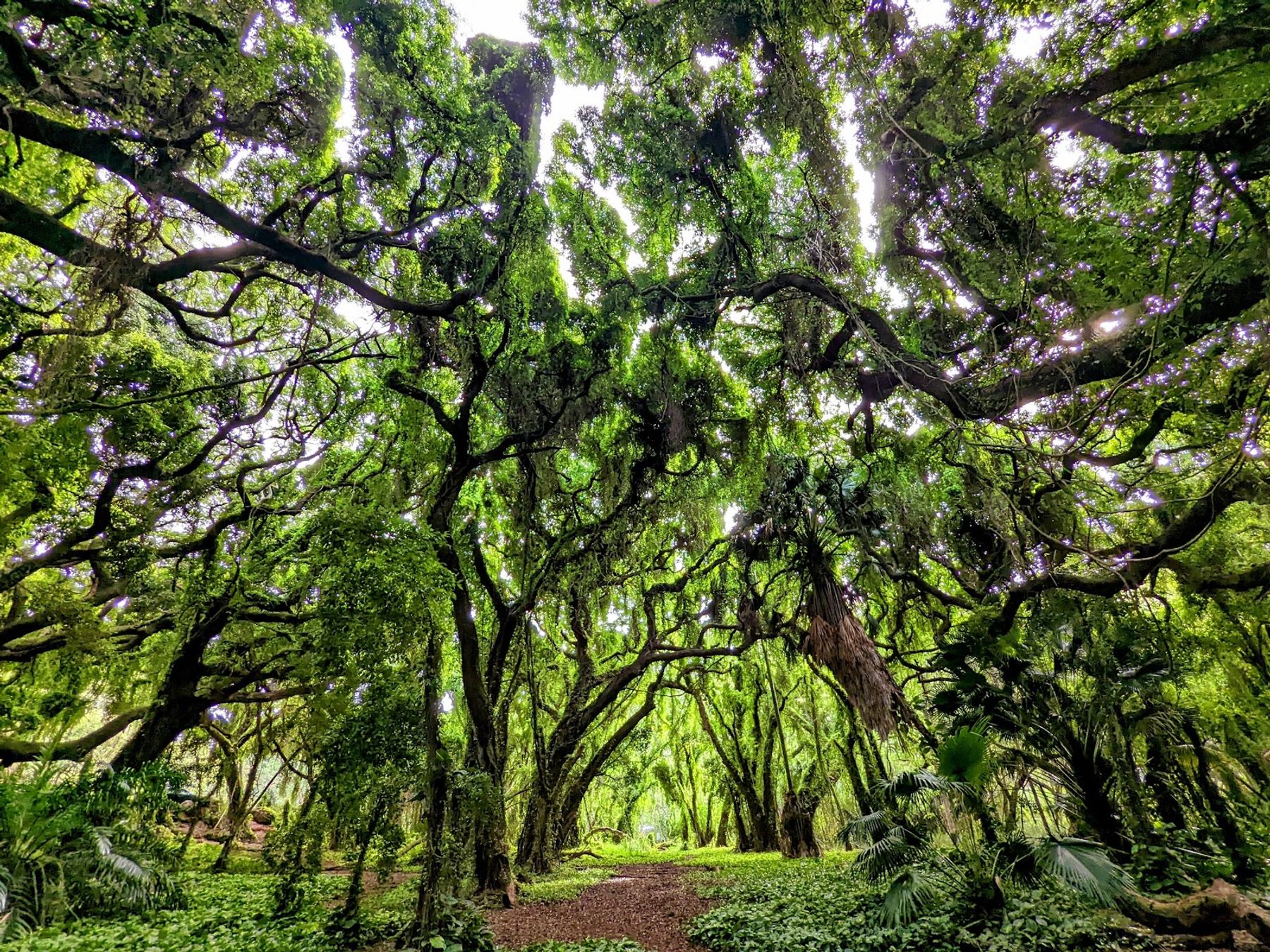 Photo 3 of Honolua Bay Access Trail in Kapalua, Maui