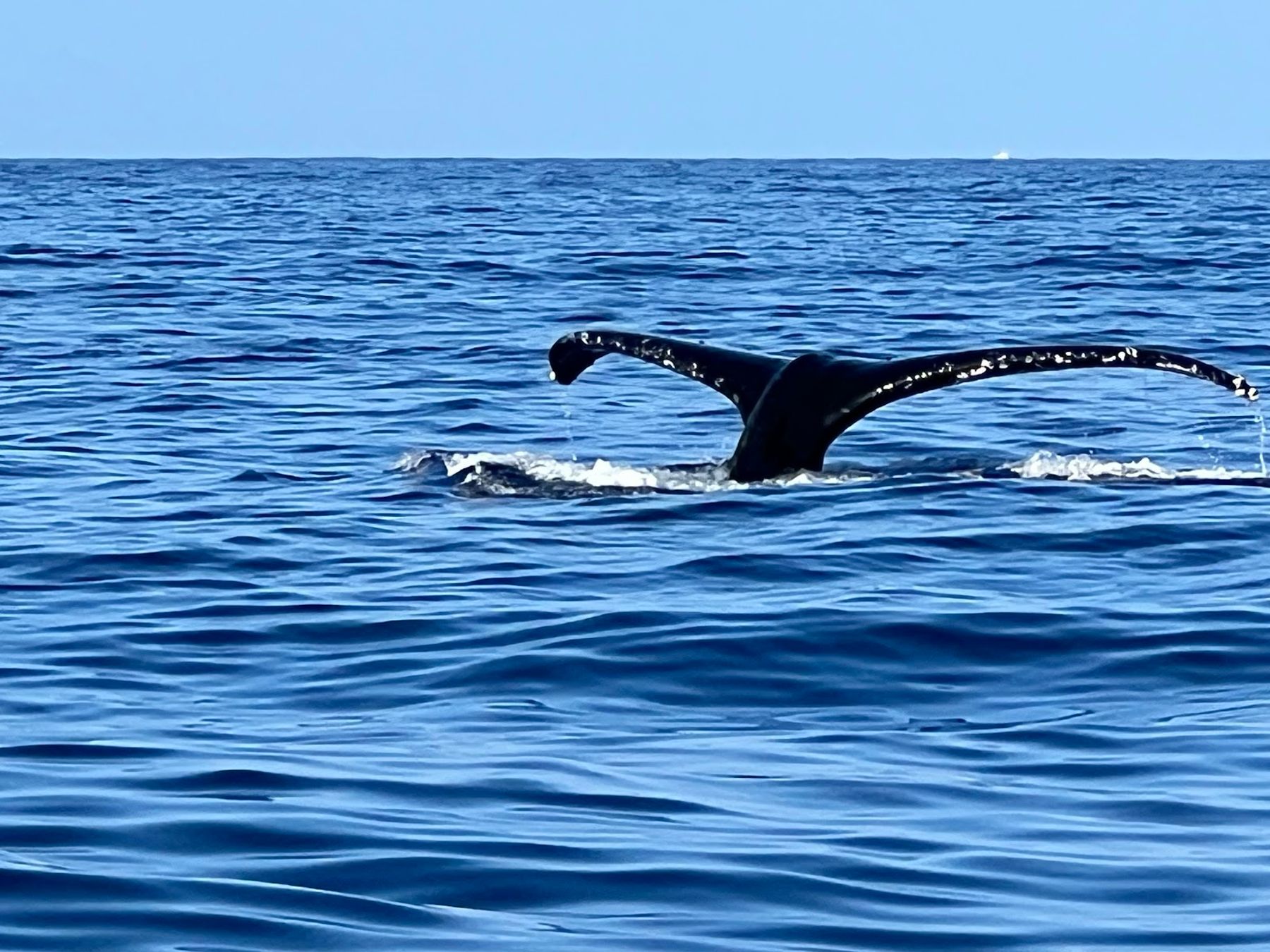Photo 2 of Ali'i Ocean Tours in Kailua-Kona, Big Island