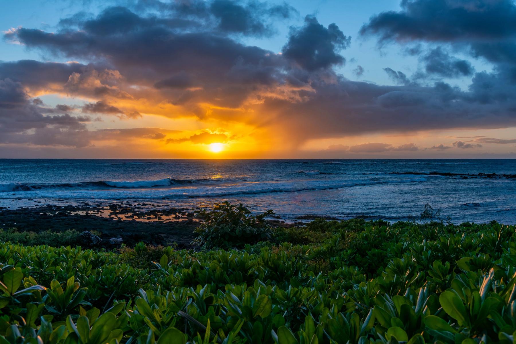 Brilliant orange sunset under dark clouds over the ocean, with waves and tidepool rocks beyond a foreground of glossy green coastal plants