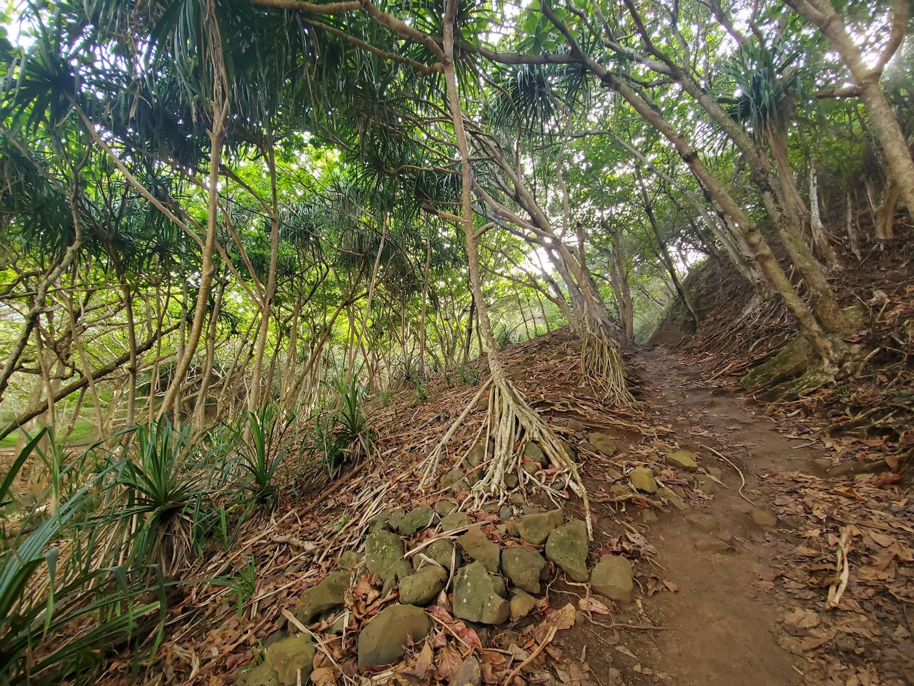 Kauapea Beach in Kīlauea, Kaua‘i photo 4