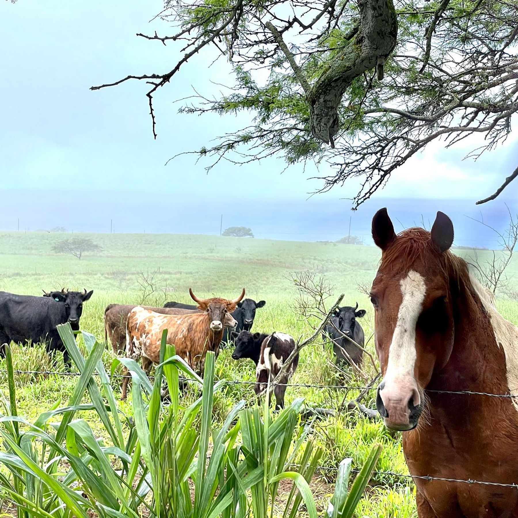 Photo 9 of Puakea Ranch in North Kohala, Big-island