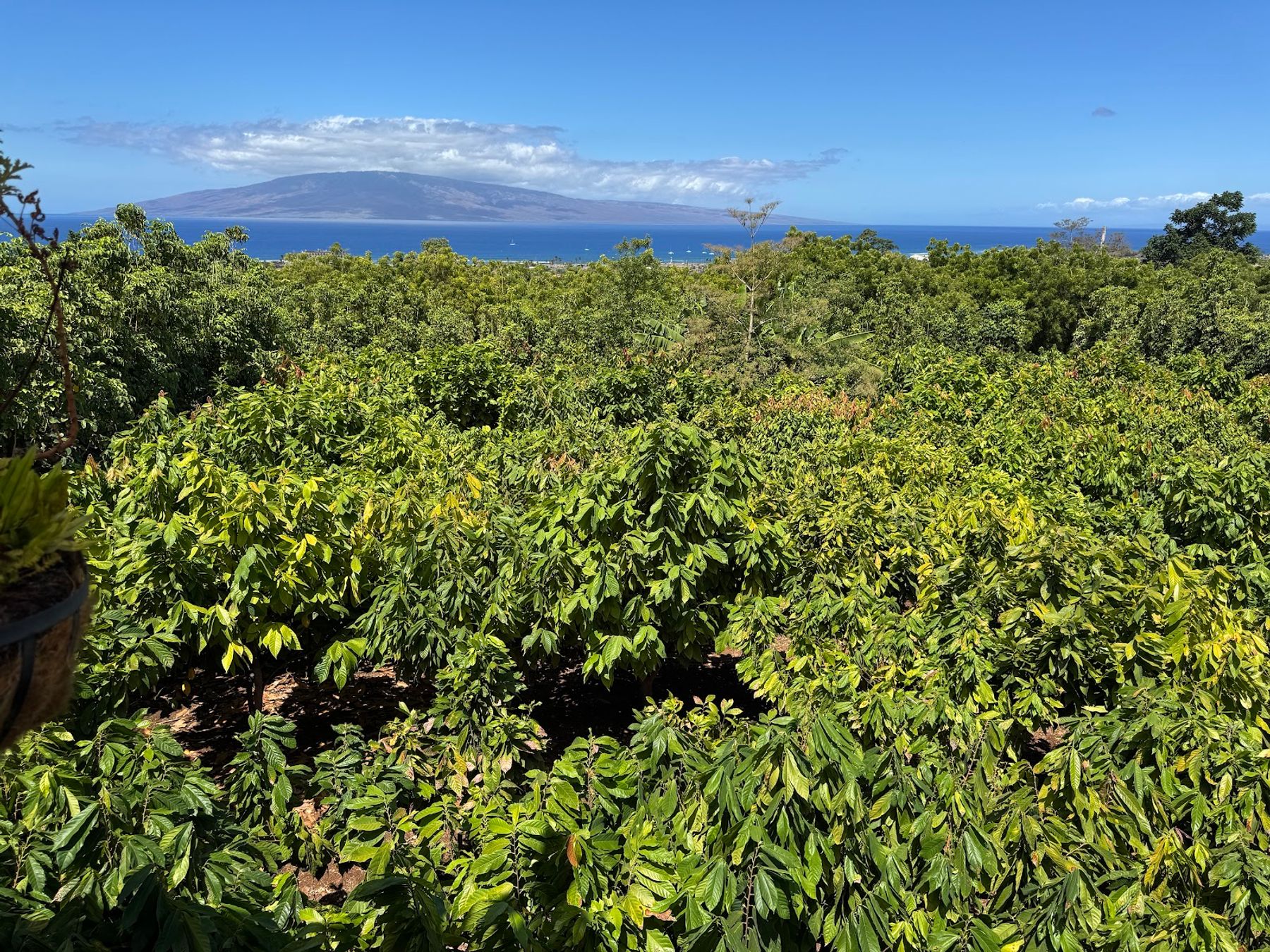 Photo 5 of Maui Chocolate Tour in Lāhainā, Maui