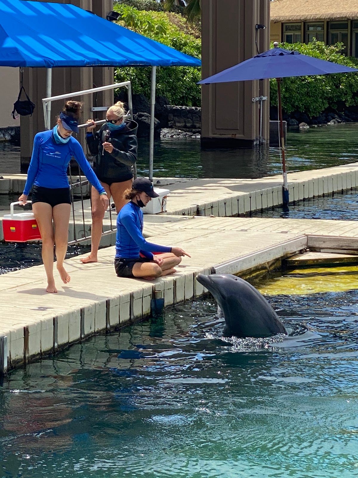 Photo 9 of Dolphin Quest Hawaii in Waikoloa, Big Island