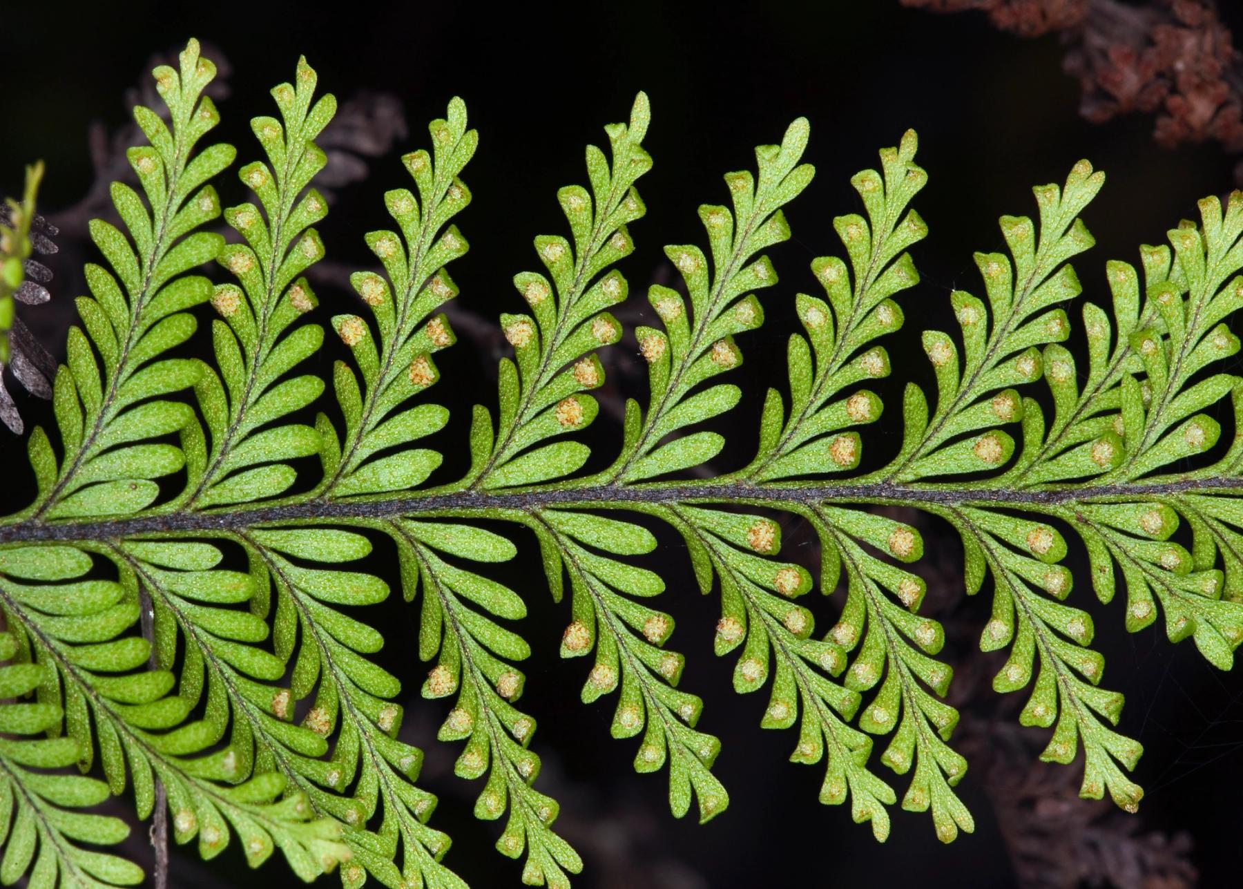 Close-up of a bright green fern frond with repeating leaflets and small orange-brown sori dots against a dark background
