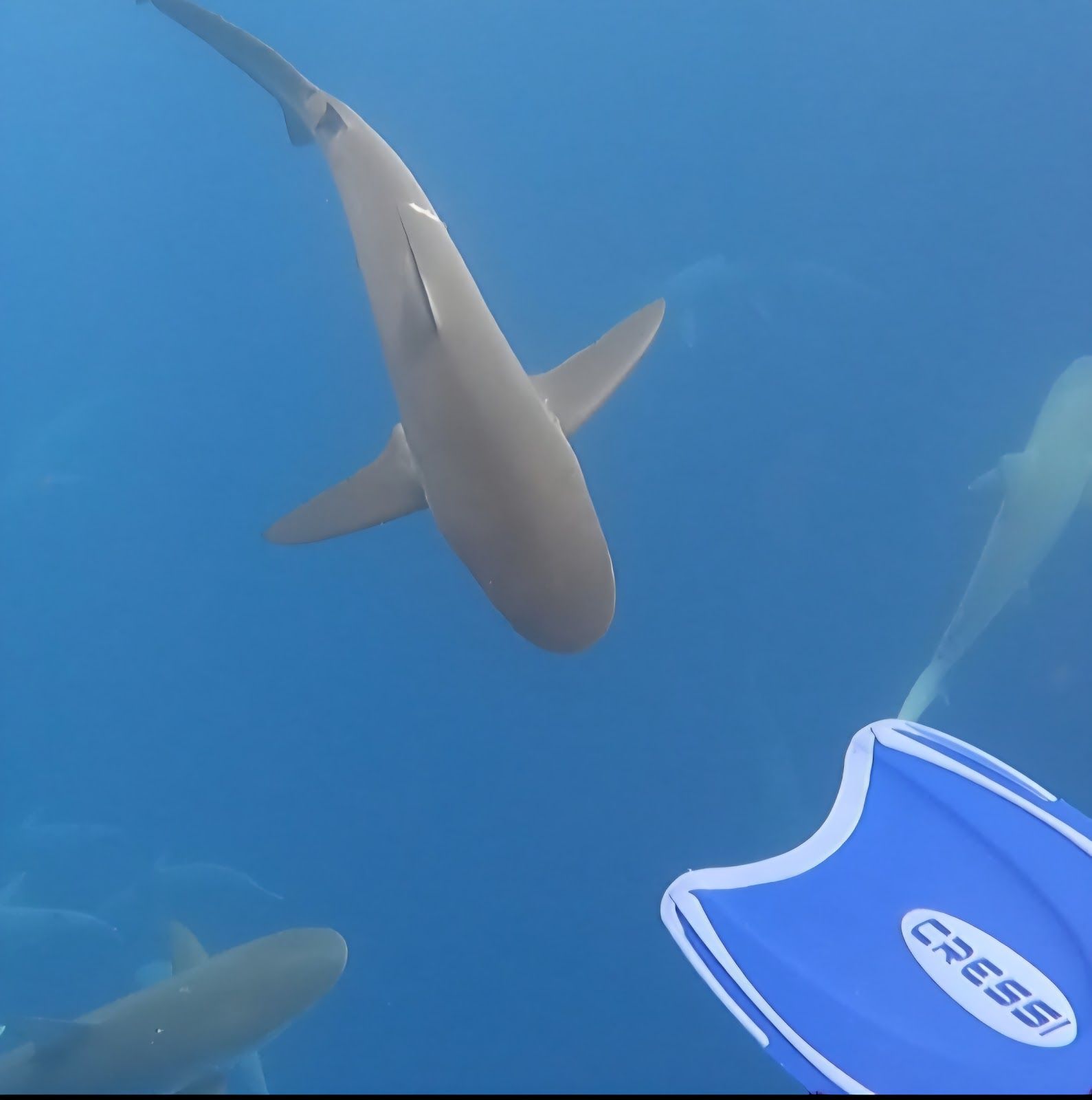 Photo 5 of One Ocean Diving in Haleʻiwa, Oahu