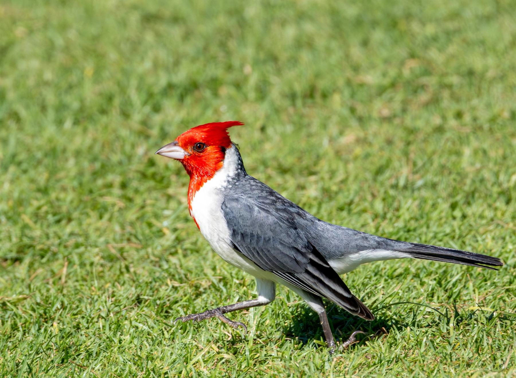 Red-crested cardinal standing on sunlit green grass with a blurred lawn background
