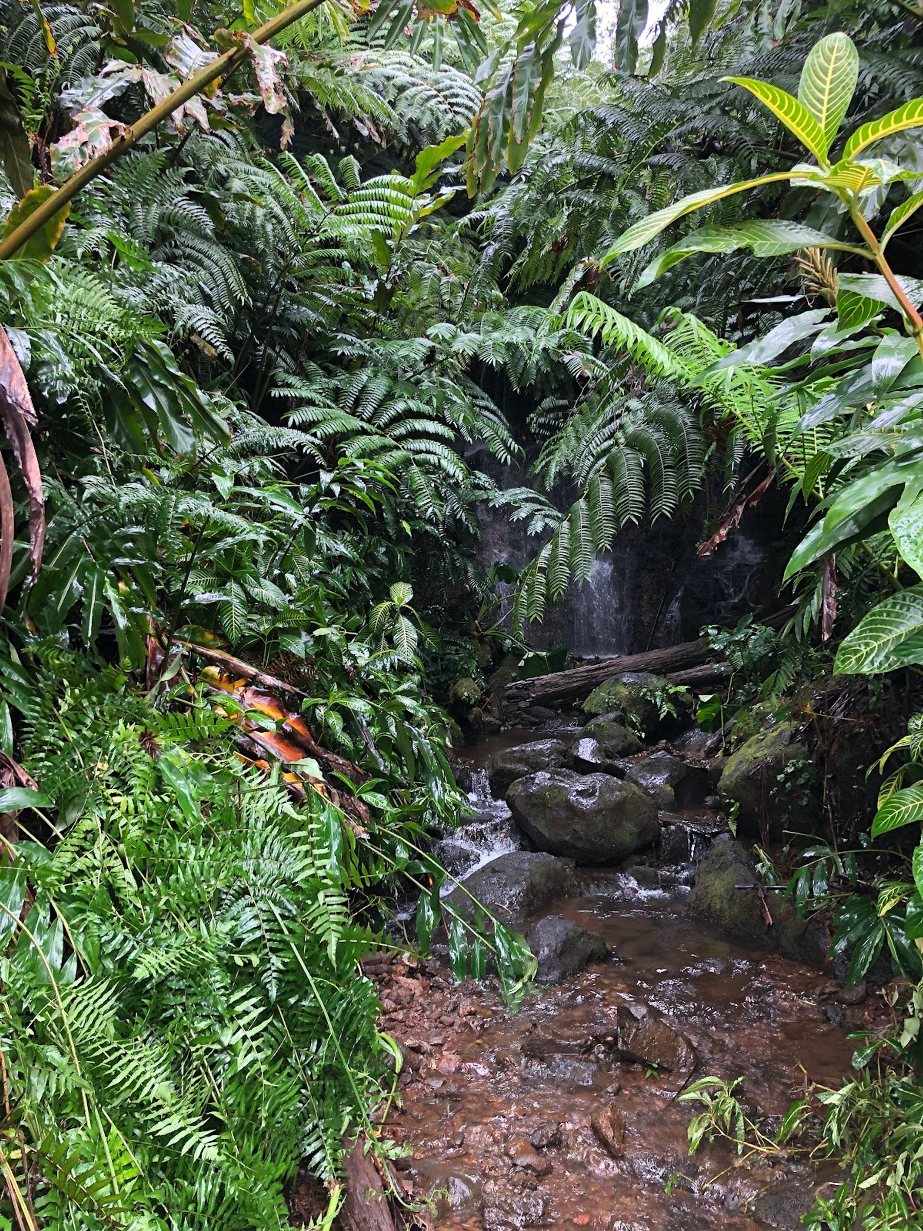 Photo 10 of ‘Akaka Falls in Greater Hilo, Big Island