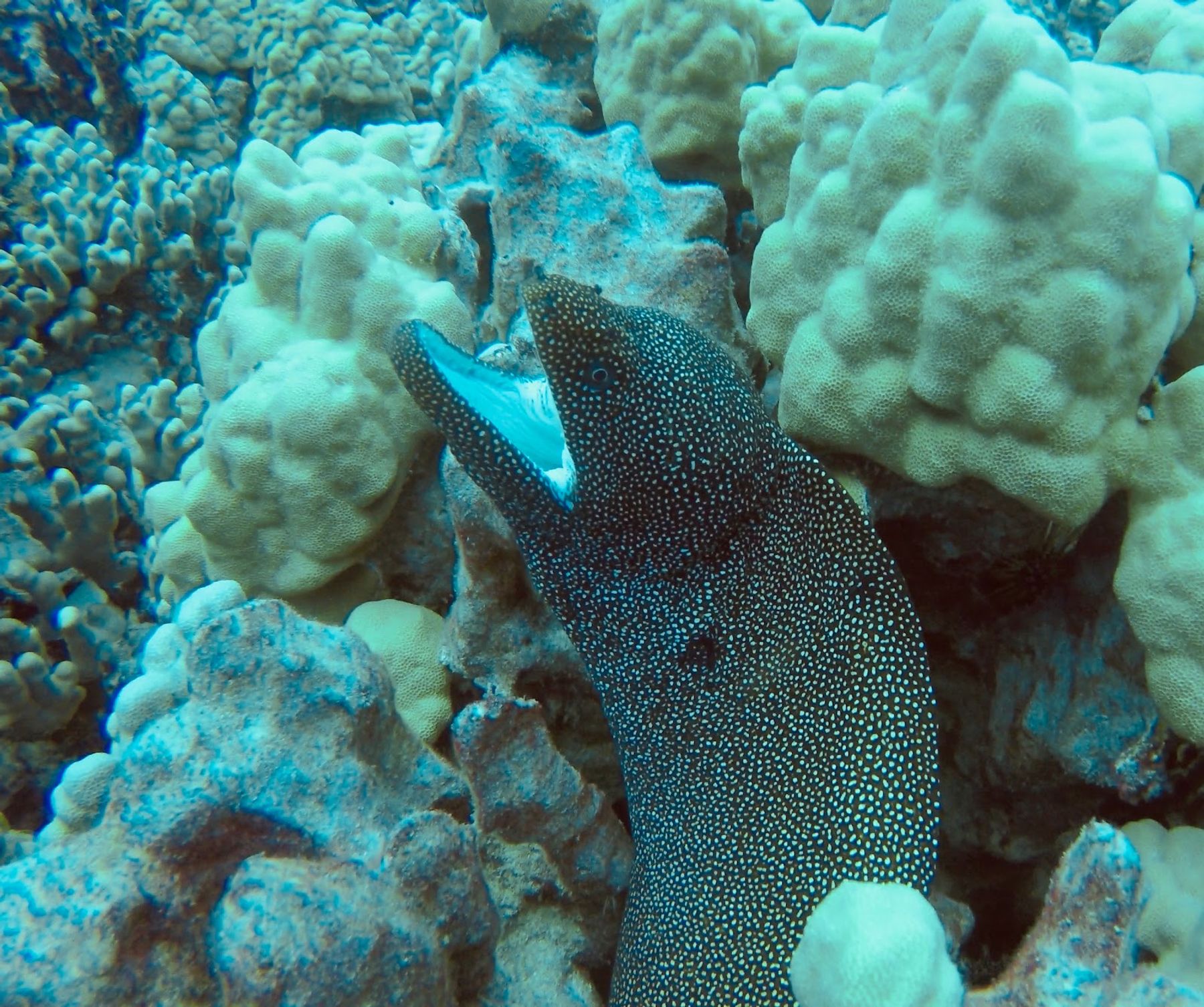 Photo 9 of Kona Snorkel Trips in Kailua-Kona, Big Island
