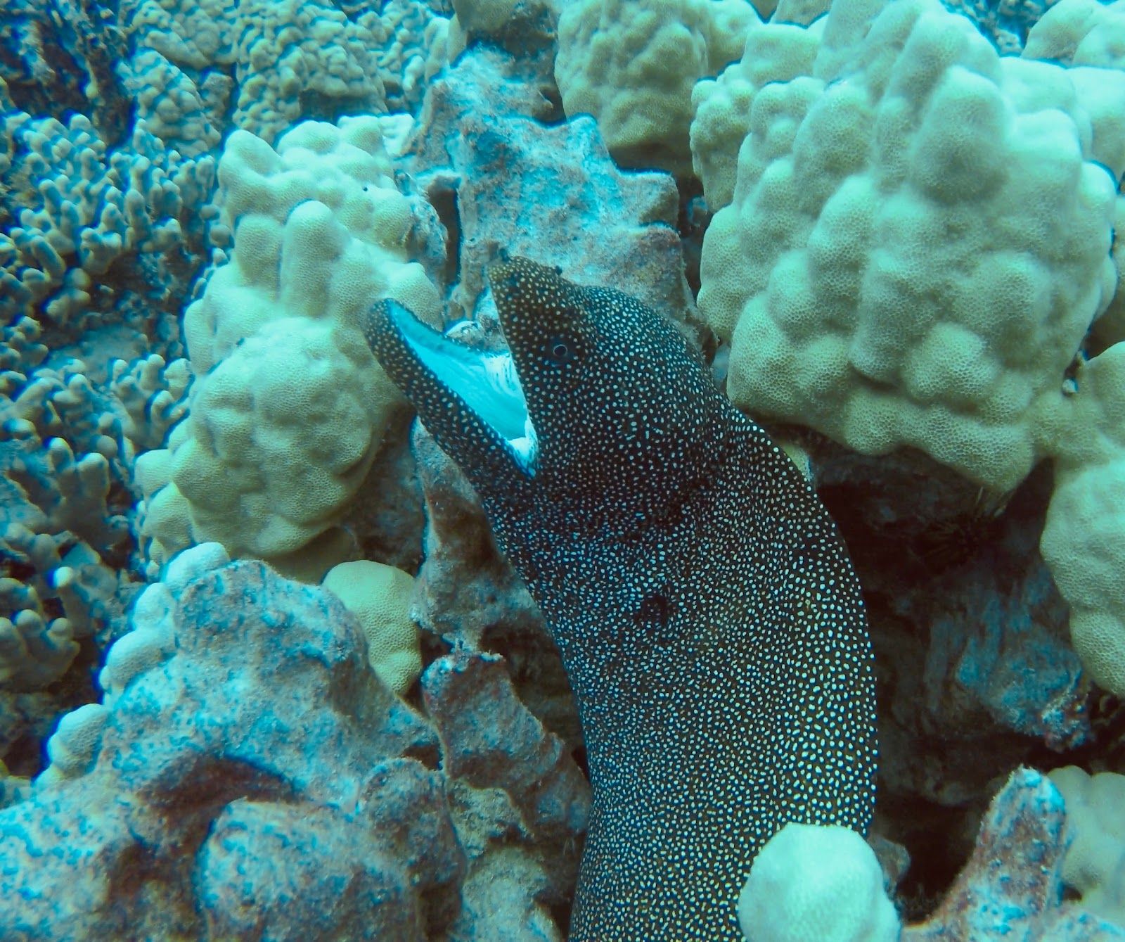 Photo 9 of Kona Snorkel Trips in Kailua-Kona, Big Island