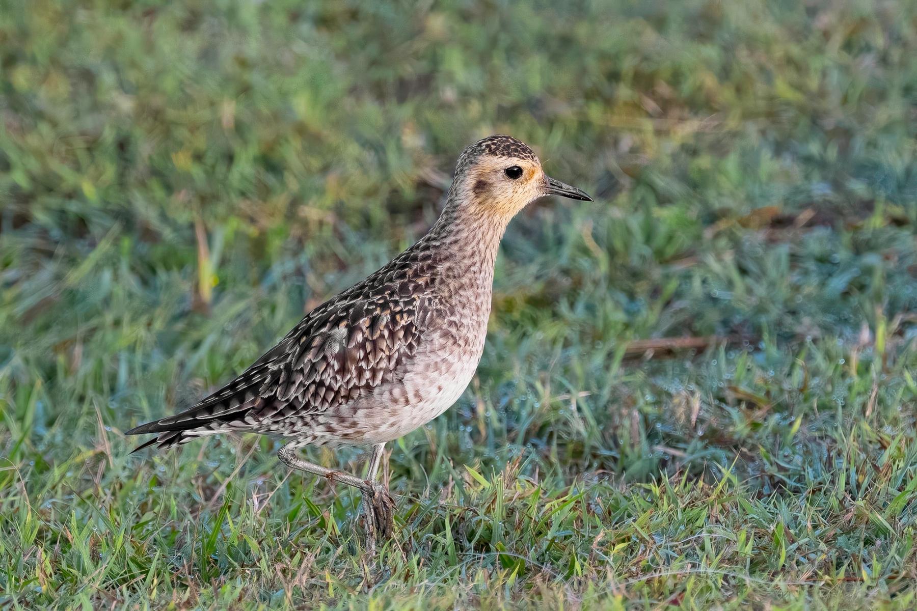 Pacific Golden Plover standing in short green grass, shown in sharp side profile with a softly blurred background